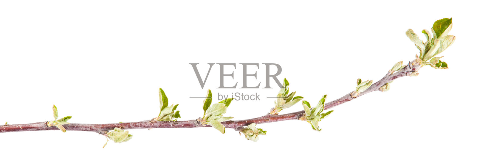 苹果花枝。小叶子和花。隔离照片摄影图片