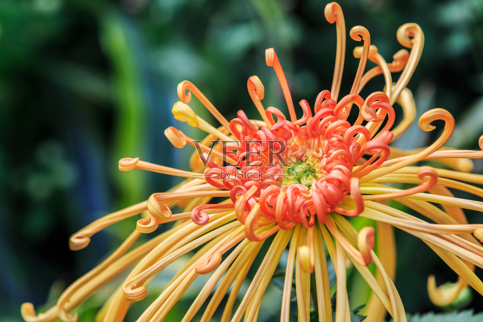 黄色的菊花在花园里盛开照片摄影图片