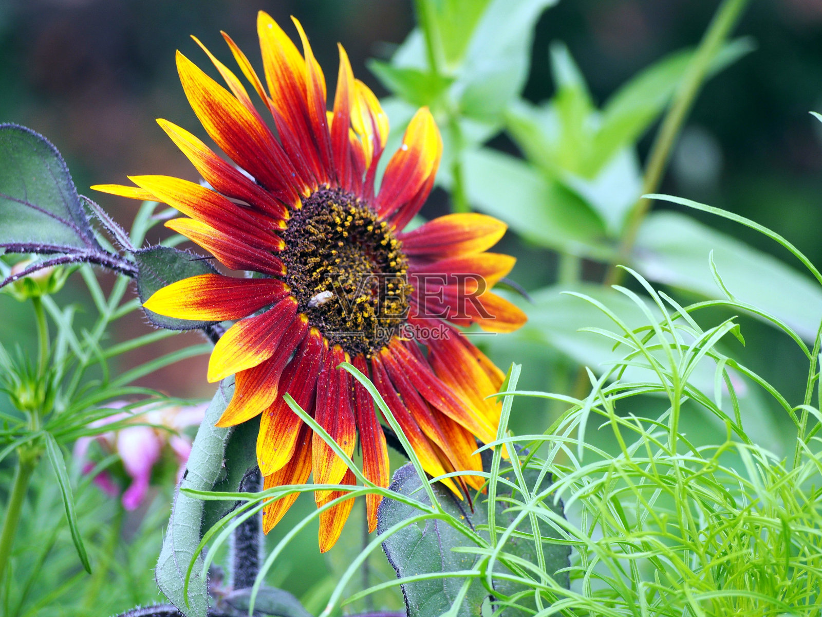 向日葵-向日葵照片摄影图片