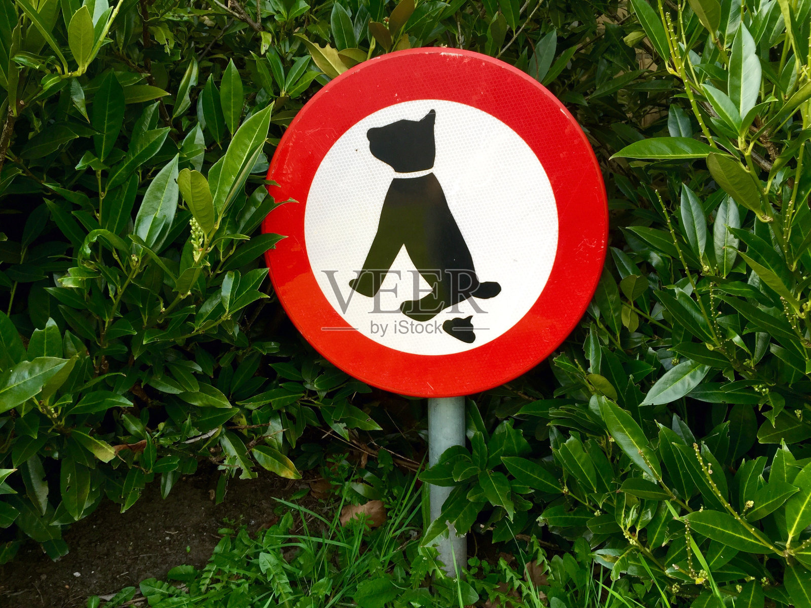 荷兰恩斯赫德，禁止带狗照片摄影图片