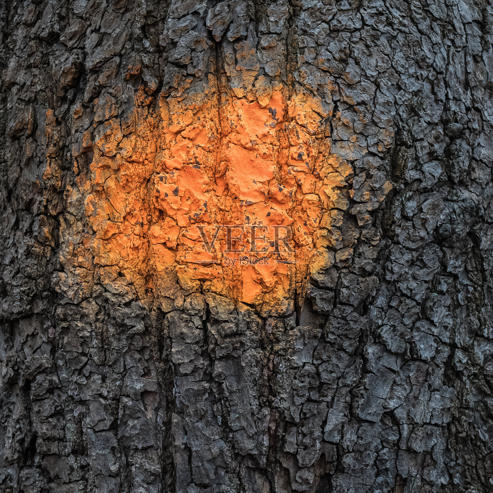 橙色的现货照片摄影图片