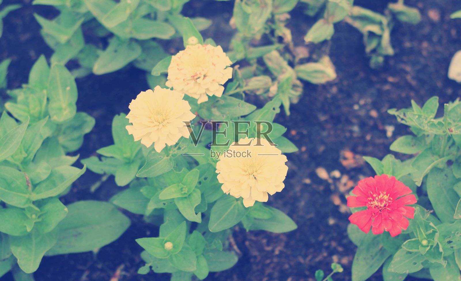 百日草花在运动模糊与复古的颜色照片摄影图片