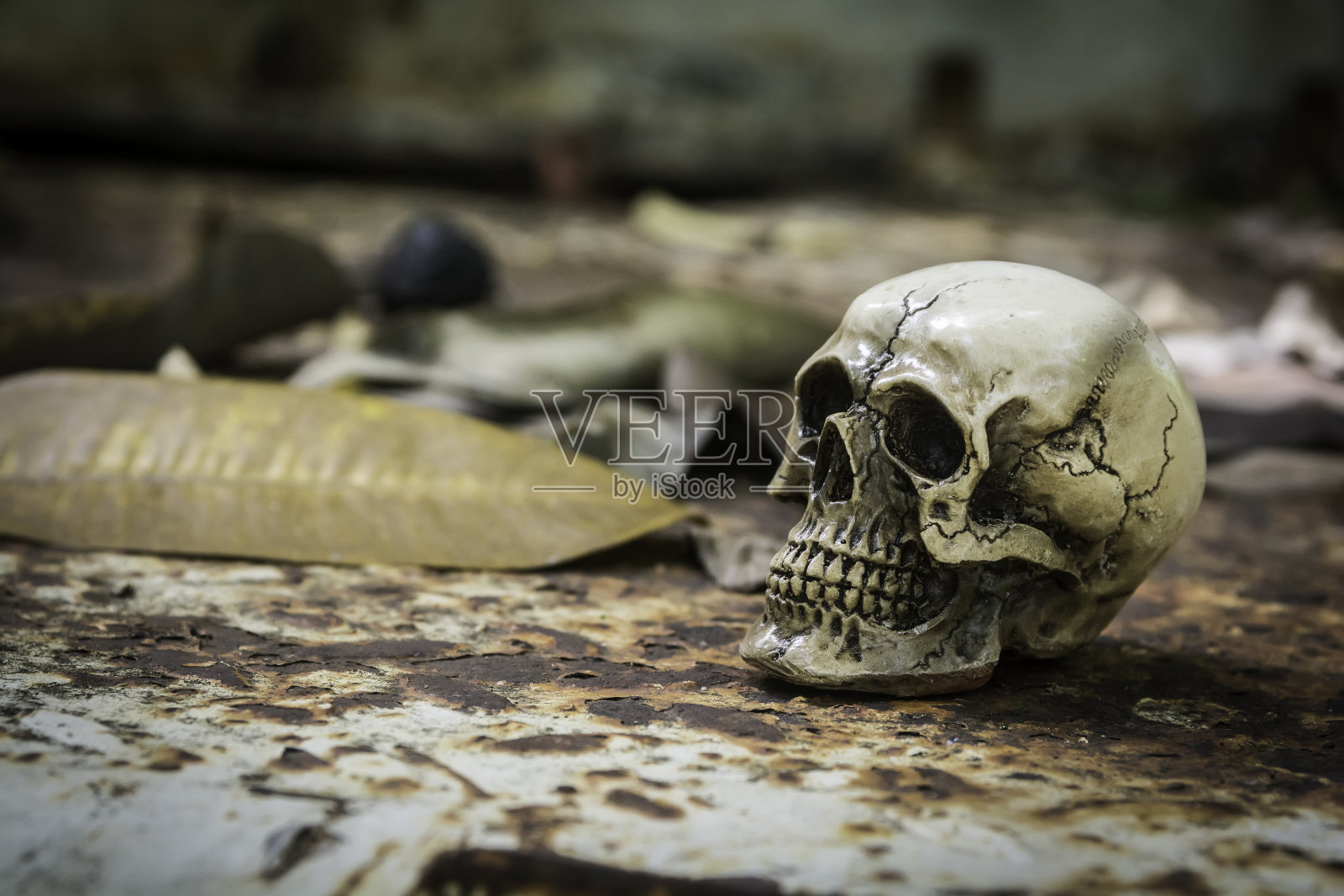 人类摄影的头骨或骨架照片摄影图片