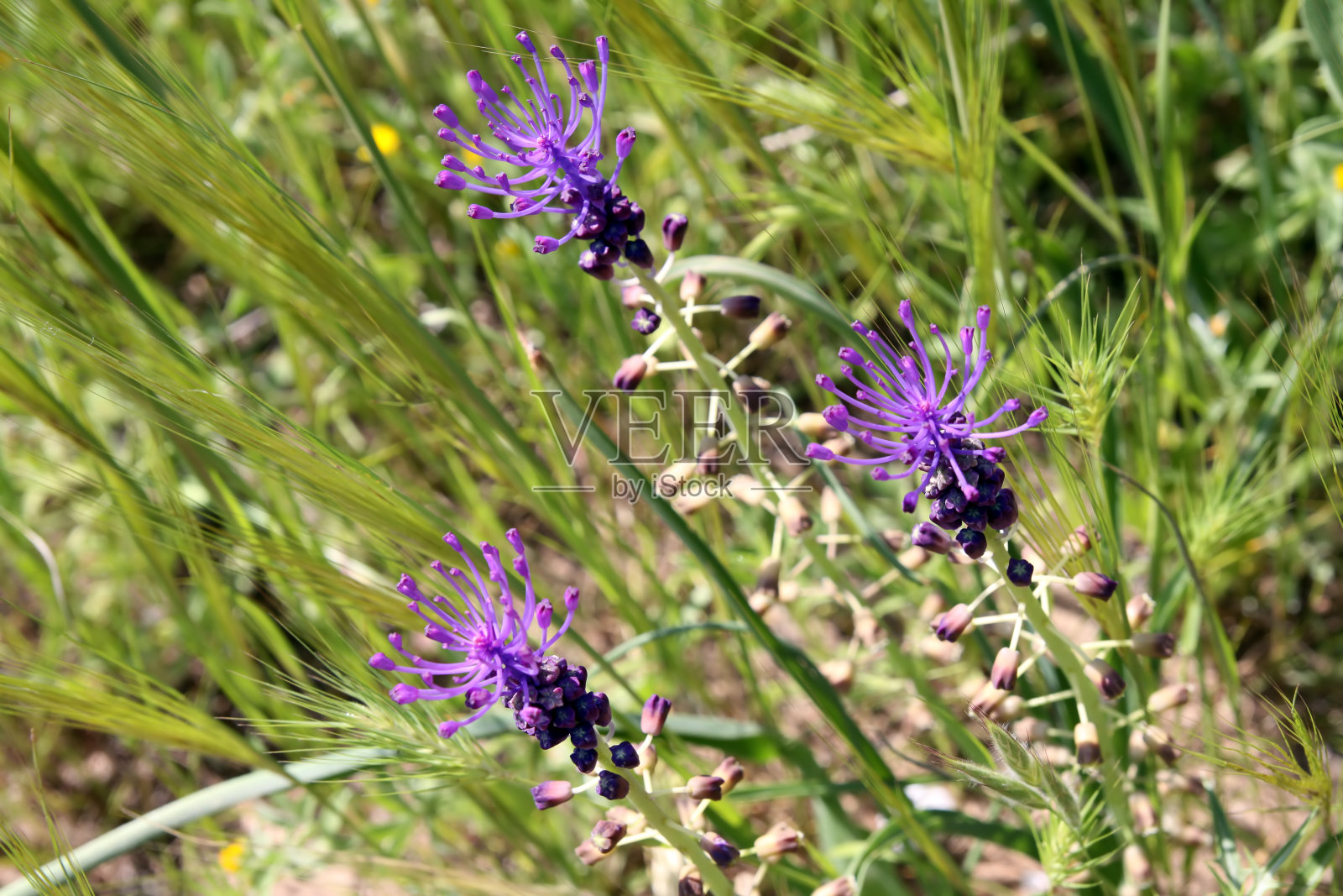 紫花植物野外特写照片摄影图片
