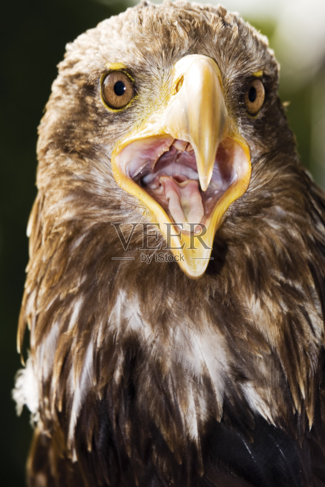 德国，Hellenthal，白头鹰照片摄影图片