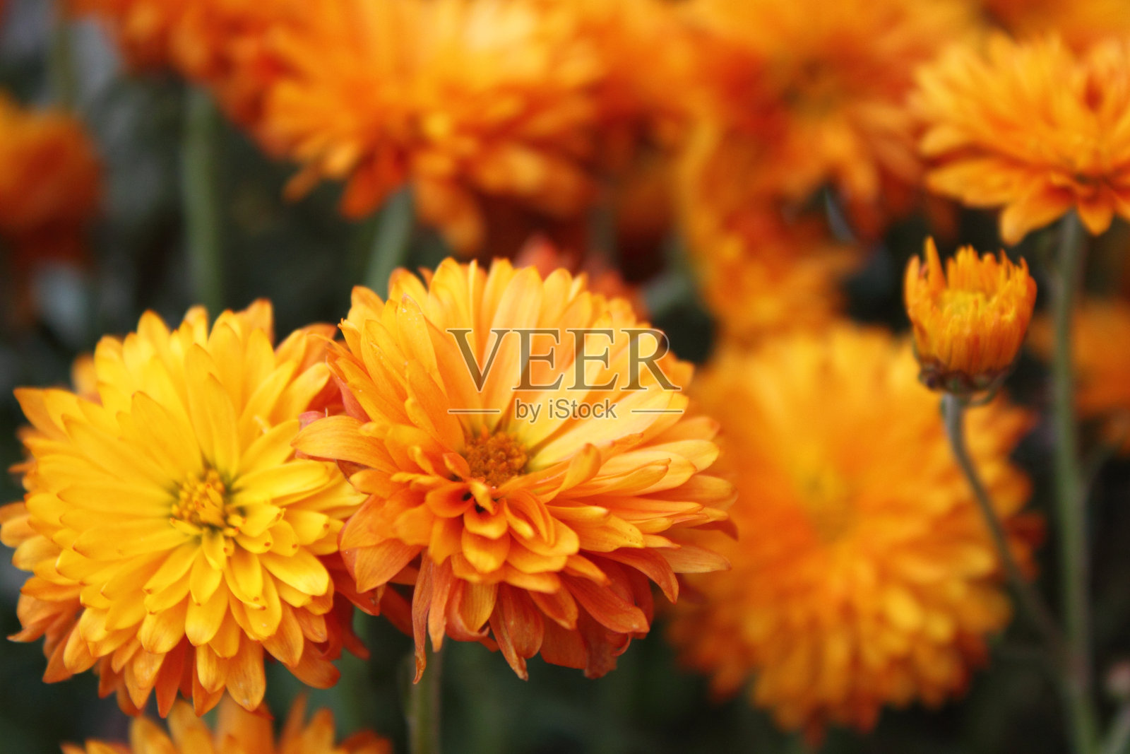 菊花近距离照片摄影图片