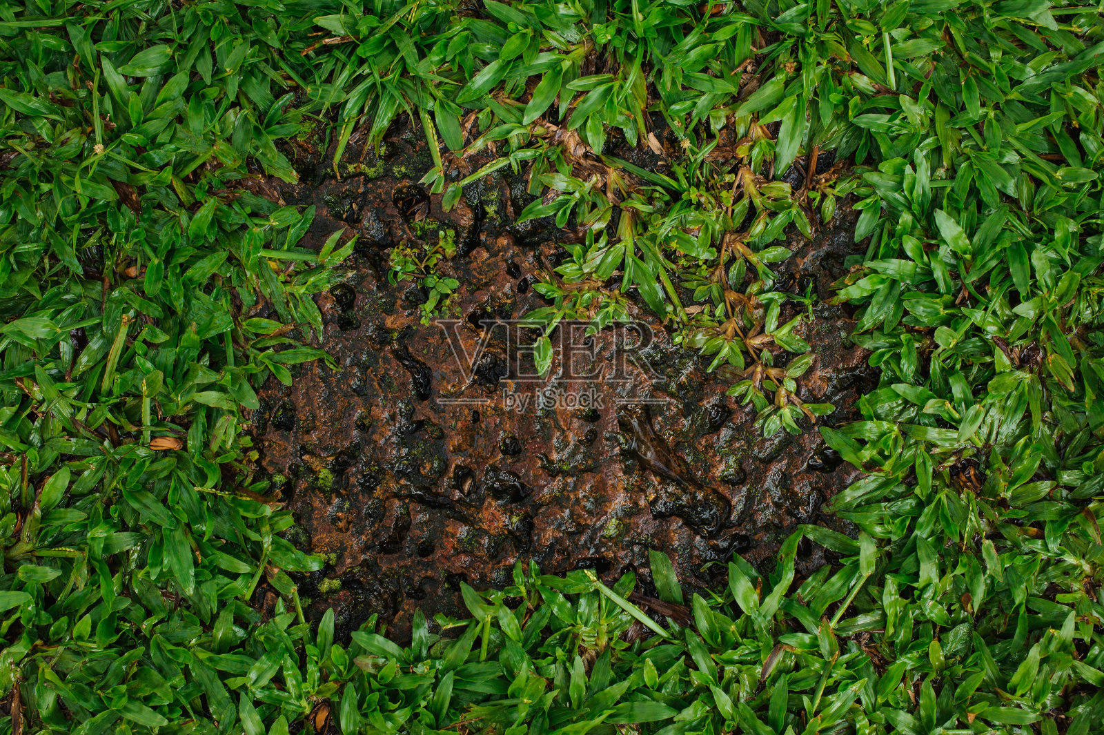 古老的石头和周围的草照片摄影图片