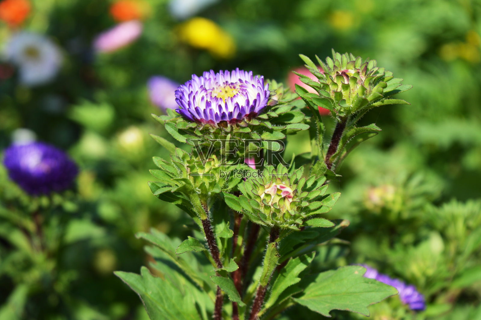 蓝花照片摄影图片