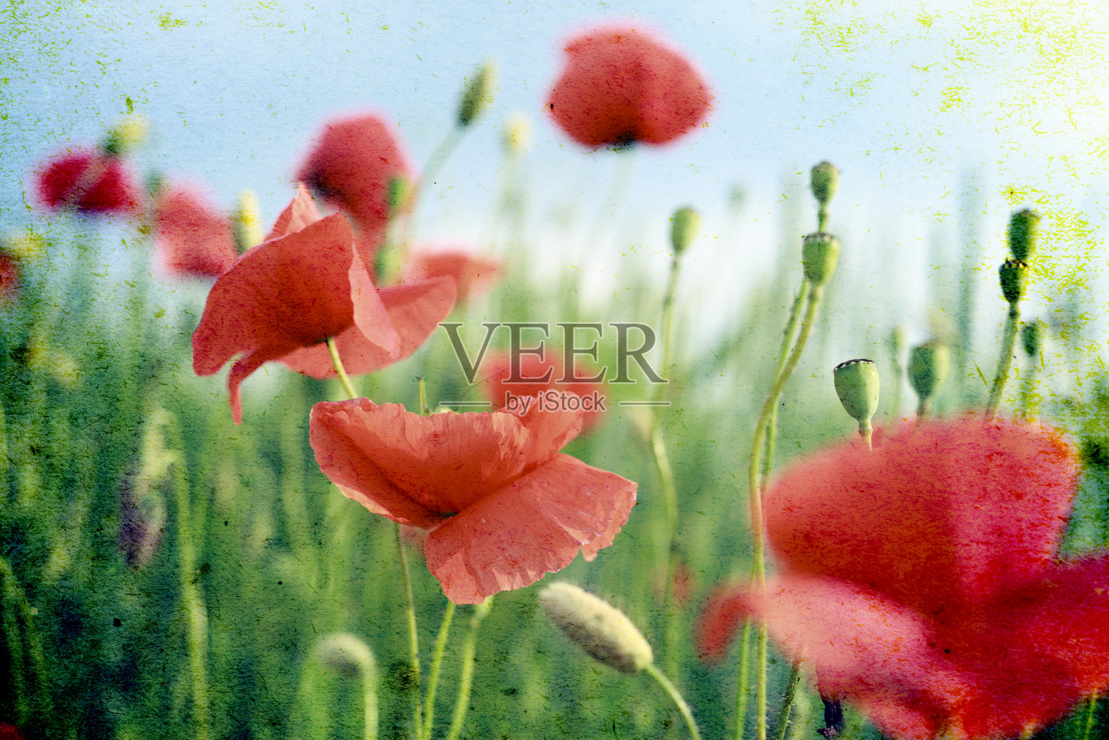 枯燥乏味的罂粟背景照片摄影图片