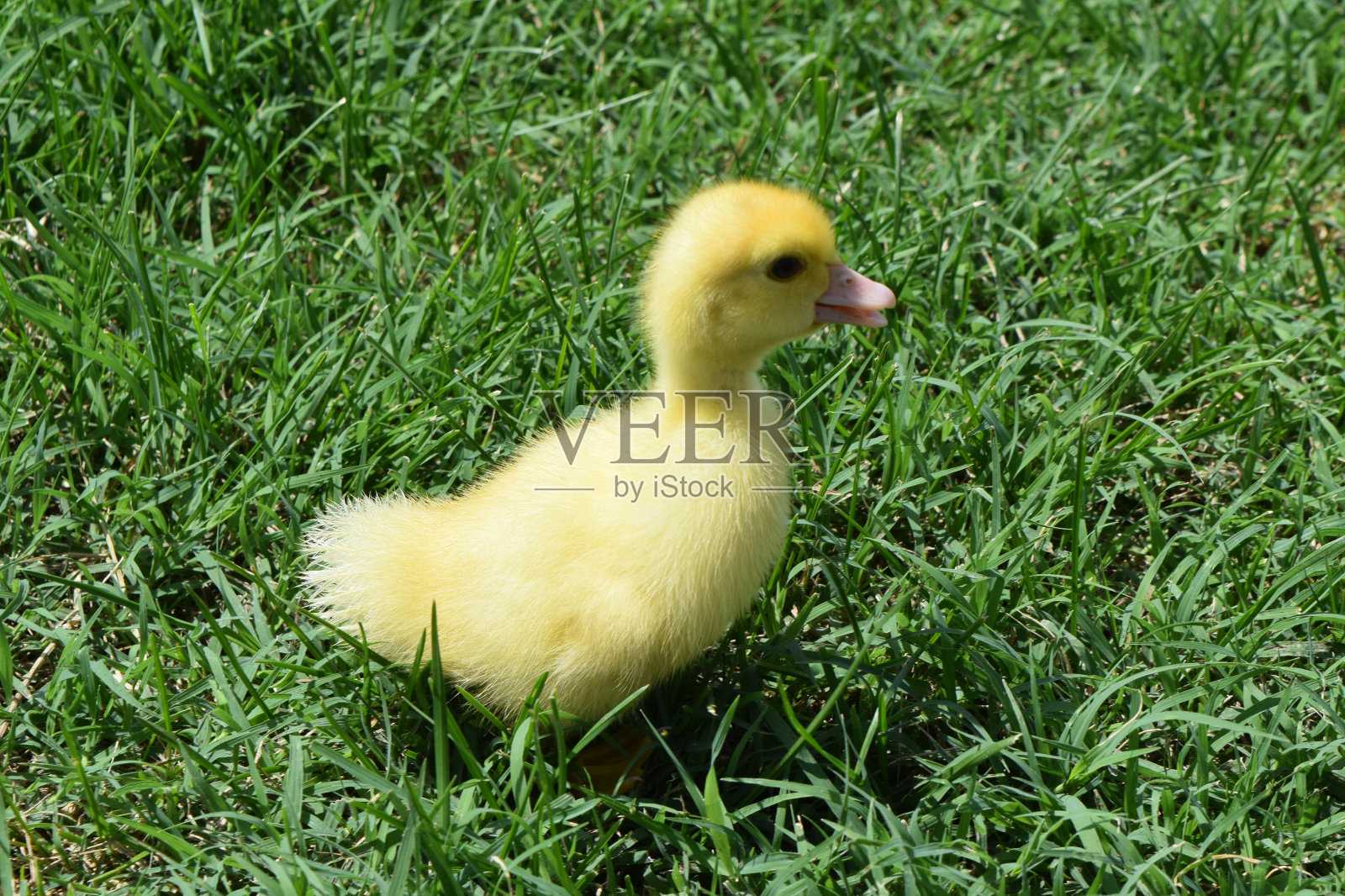 麝香鸭的小鸭子照片摄影图片