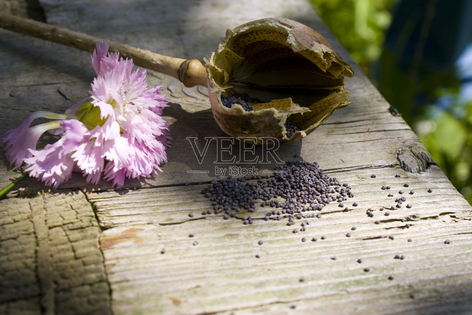 罂粟照片摄影图片
