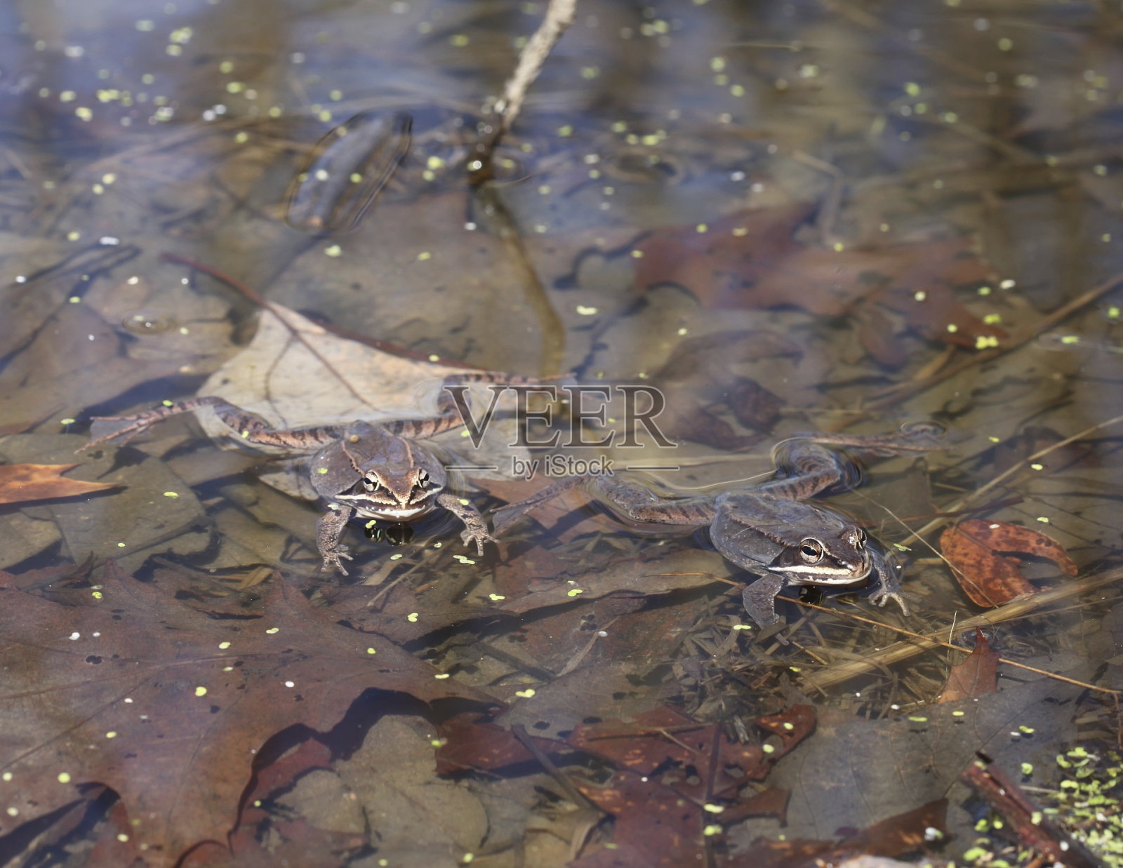 青蛙照片摄影图片