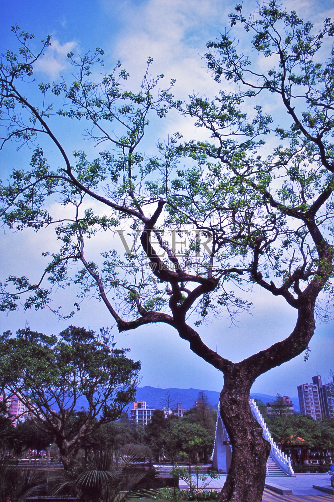 大湖公园，树杈映天照片摄影图片