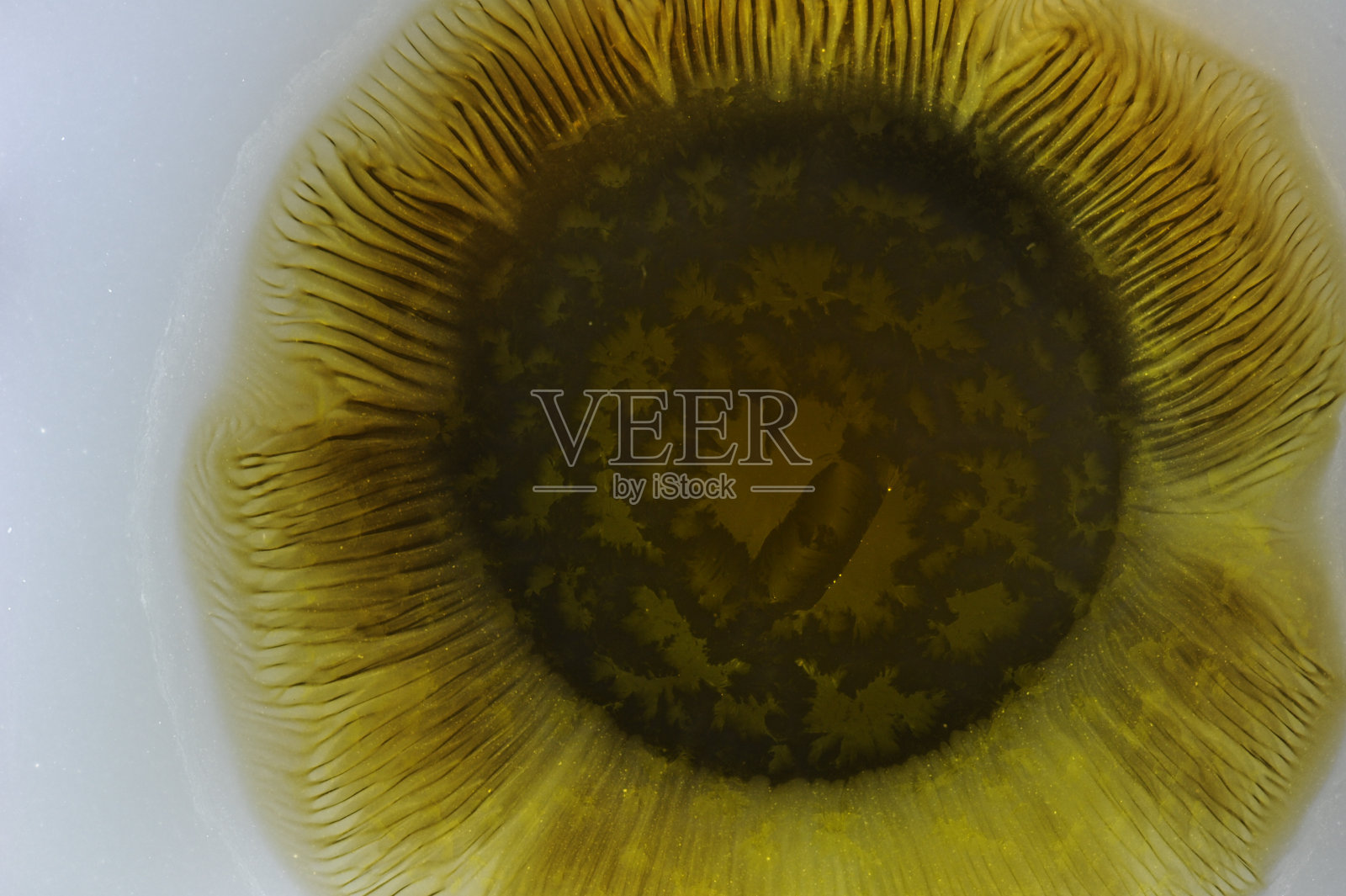 埃舍尔的花照片摄影图片