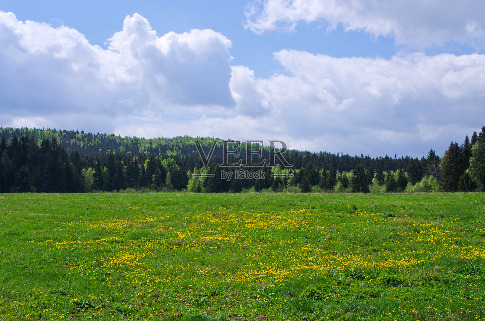 草地和森林的春景照片摄影图片
