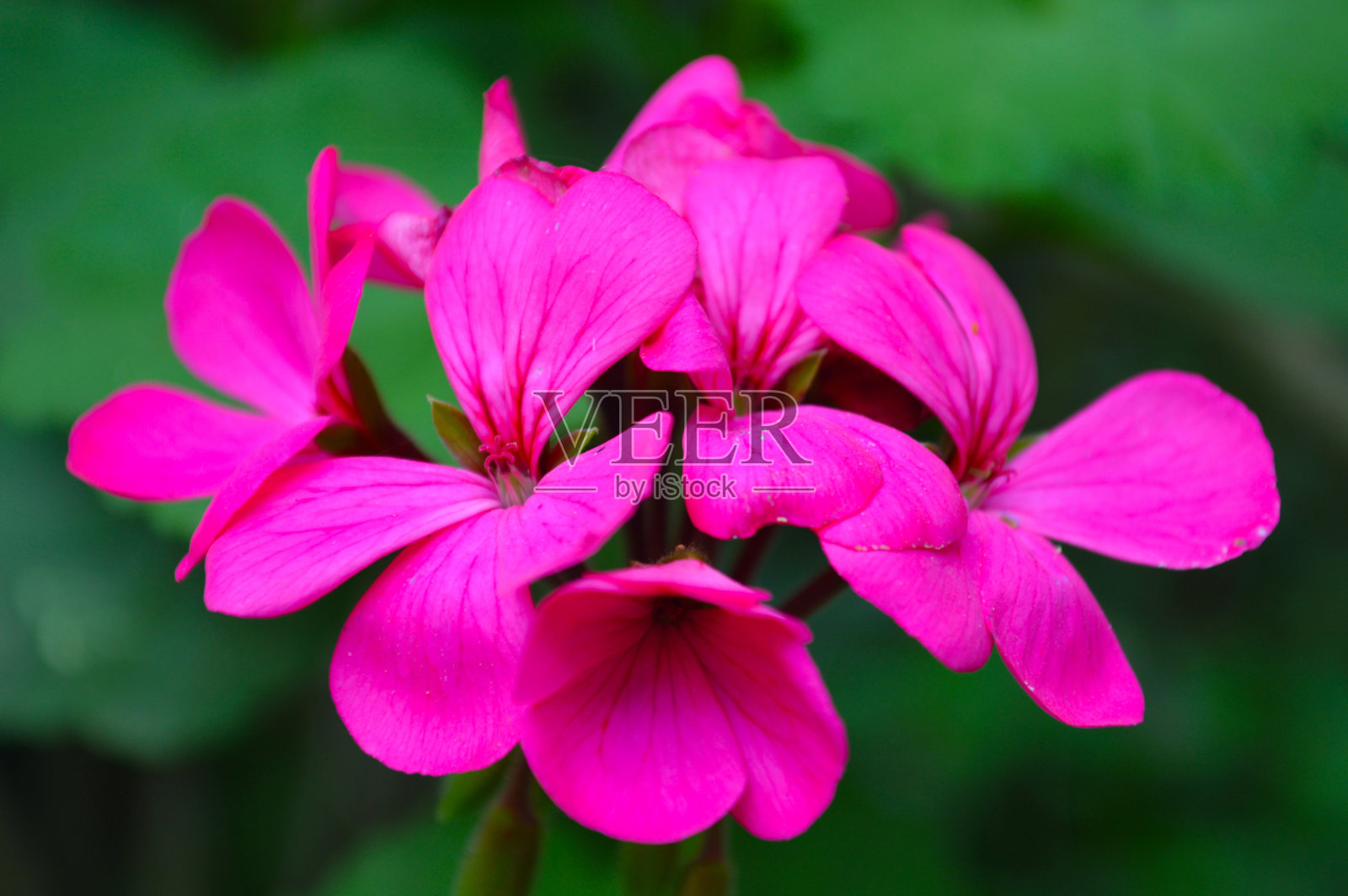 天竺葵属植物照片摄影图片