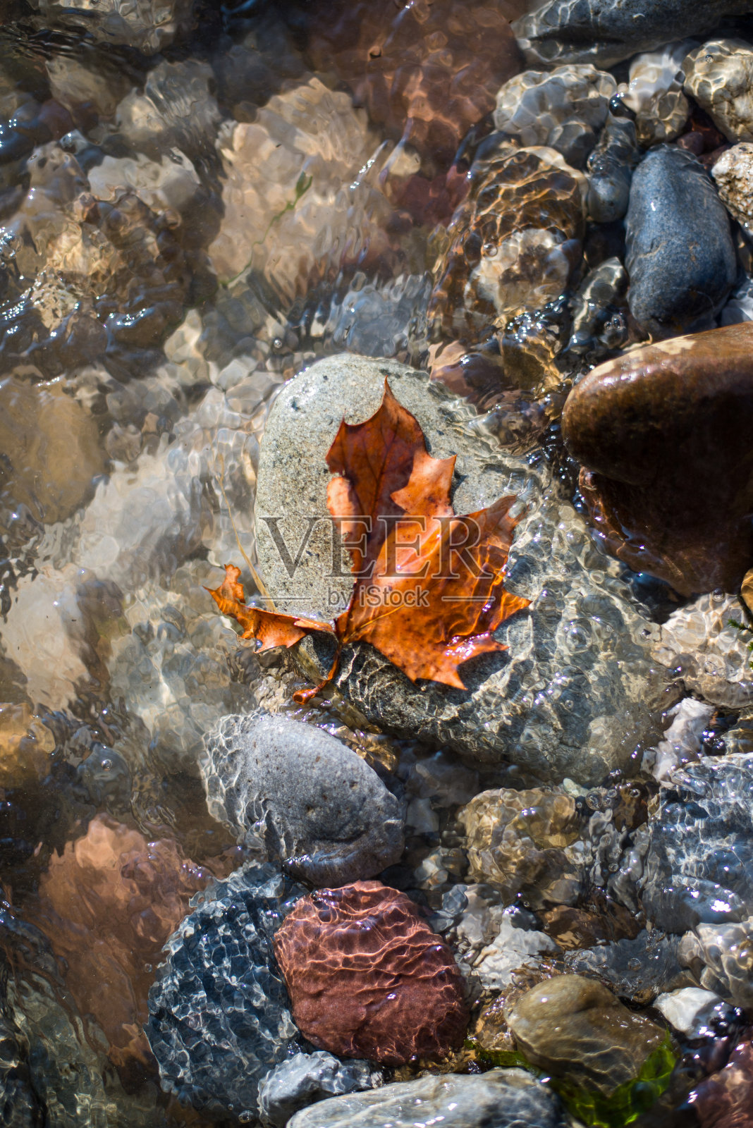 河岸岩石上的枫叶照片摄影图片