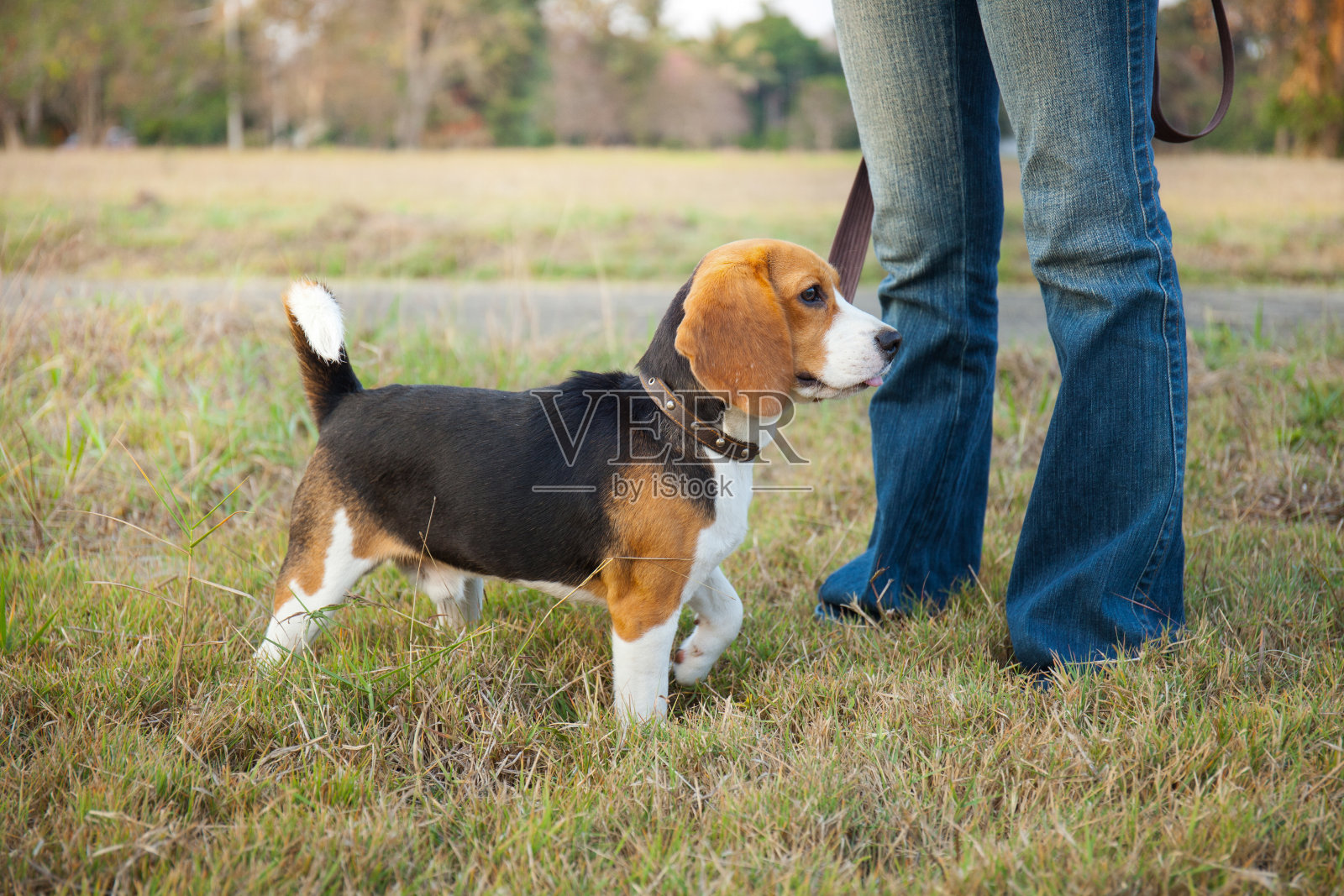 小猎犬在公园里走着照片摄影图片