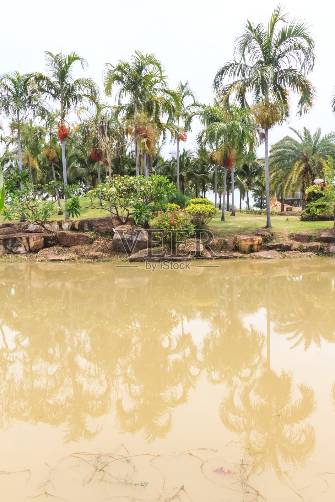 Swarmp在花园照片摄影图片