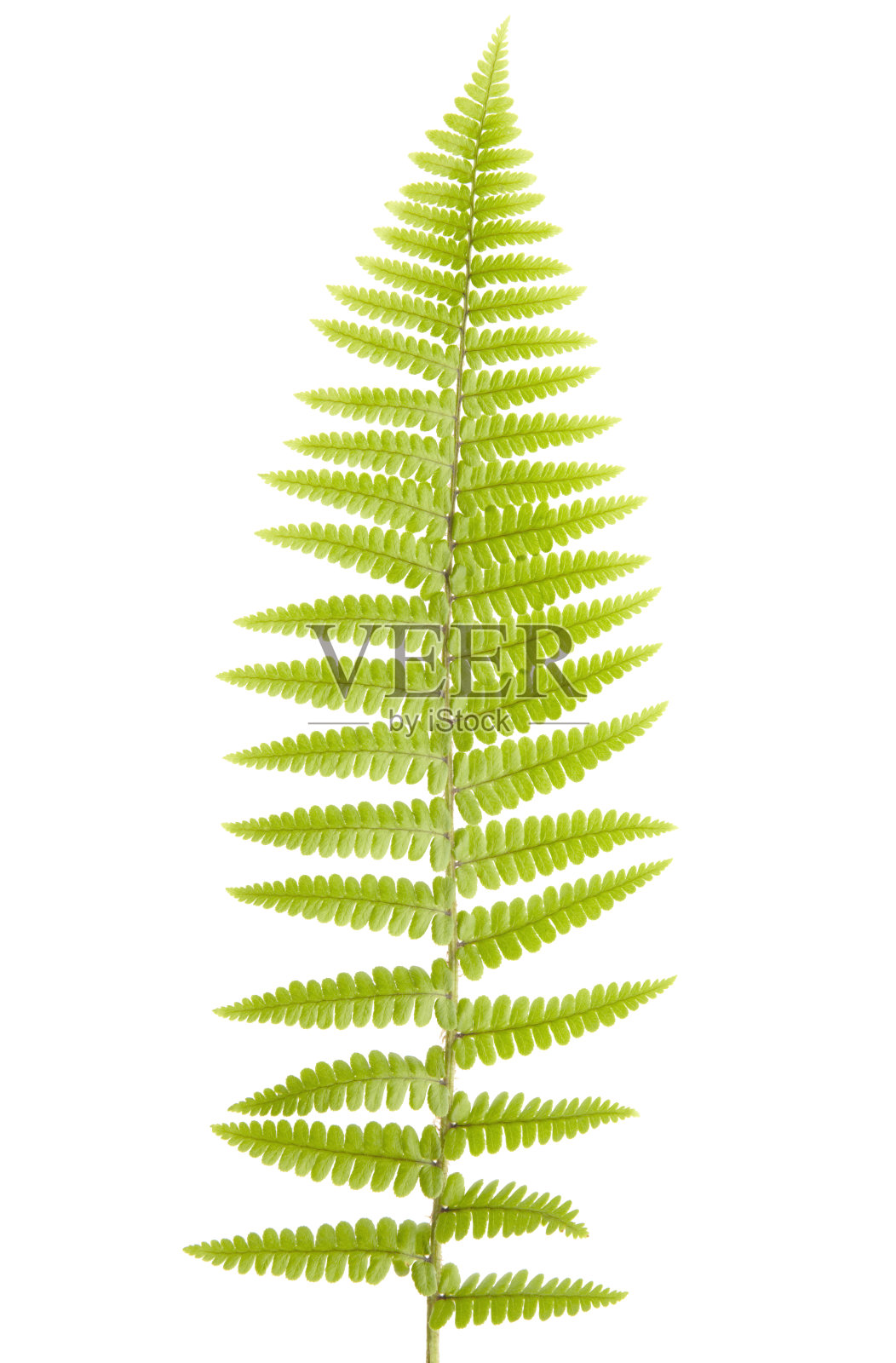 孤立于白色上的蕨类照片摄影图片