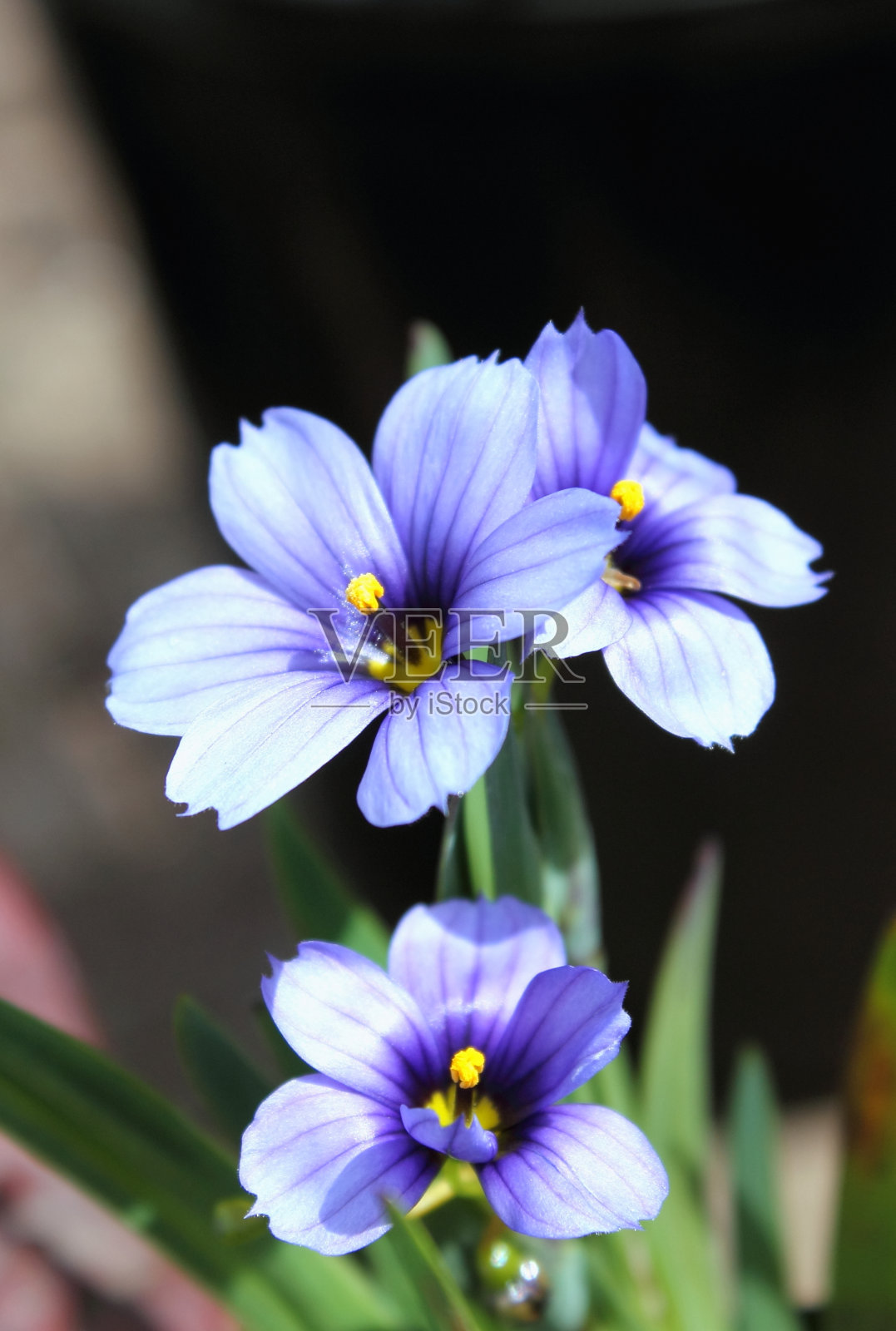 加利福尼亚天空的西西里纳奇姆照片摄影图片