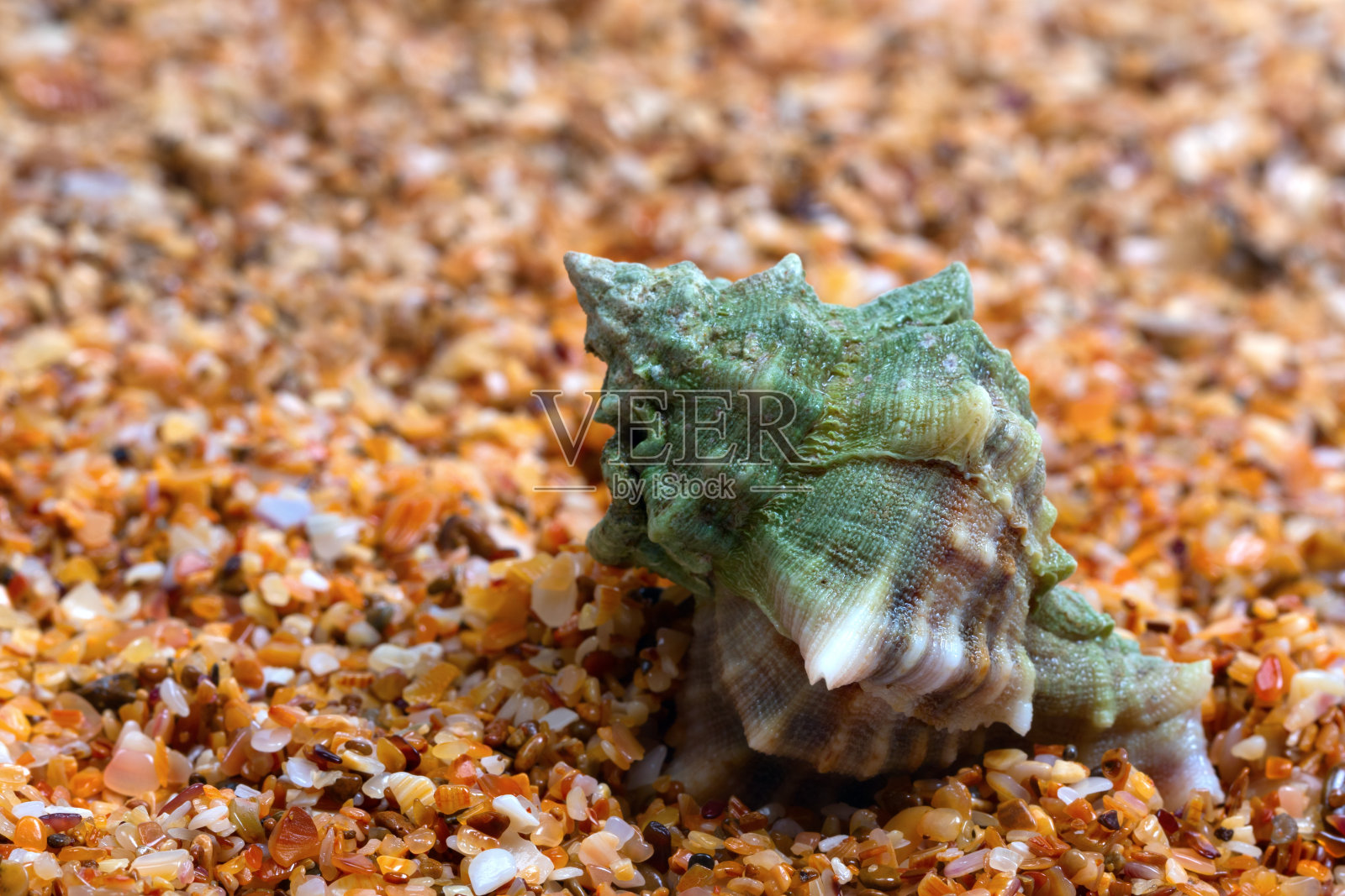 潮湿的贝壳在沙滩上照片摄影图片