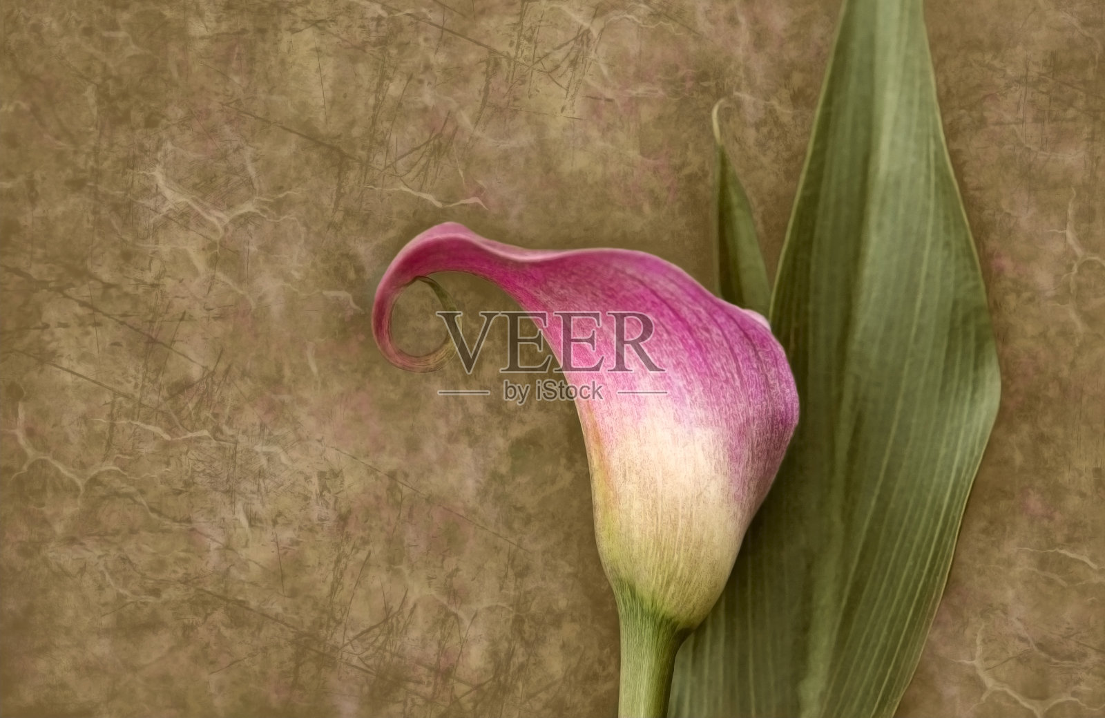 复古马蹄莲纹理背景照片摄影图片