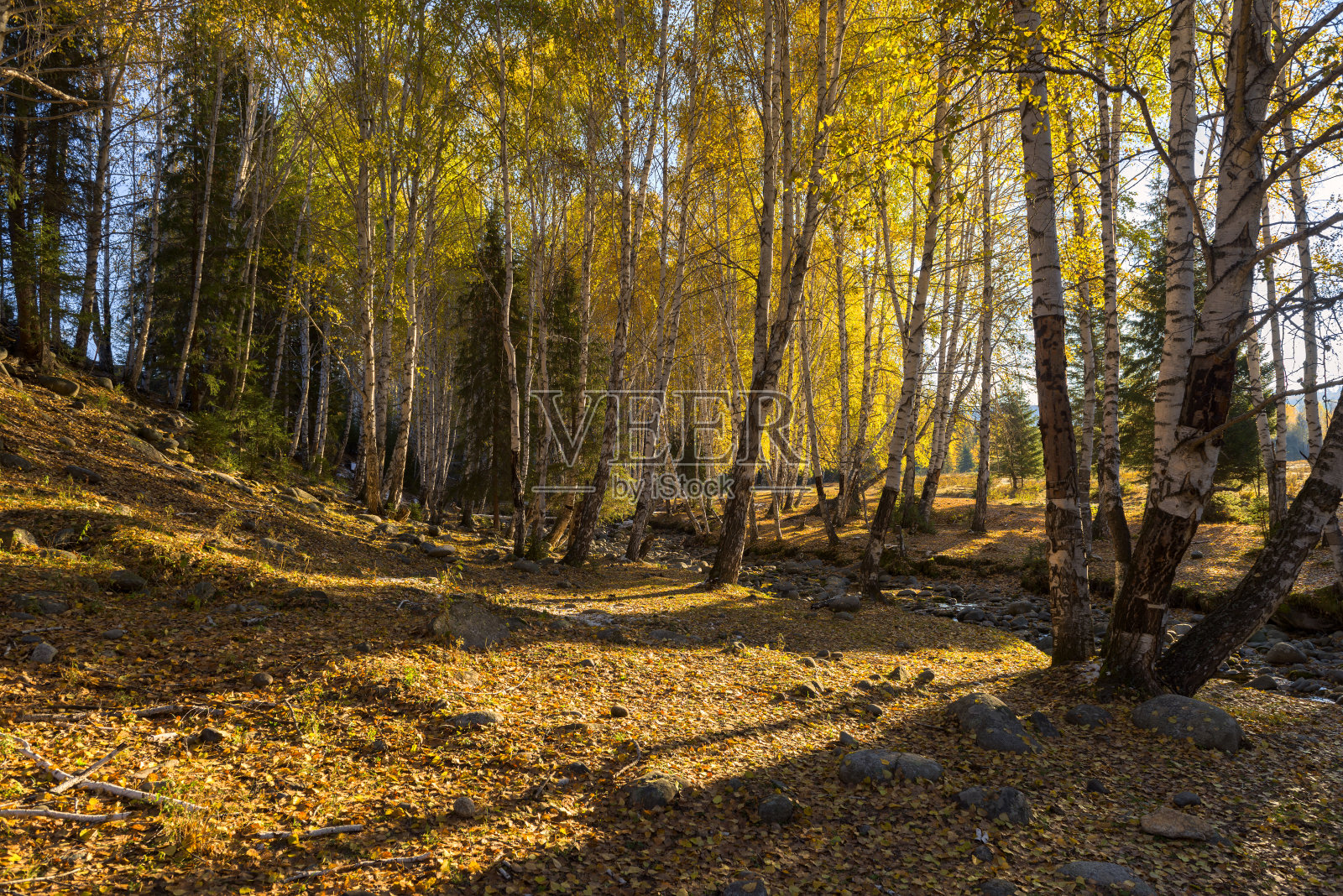 中国新疆喀纳斯国家公园的秋天照片摄影图片