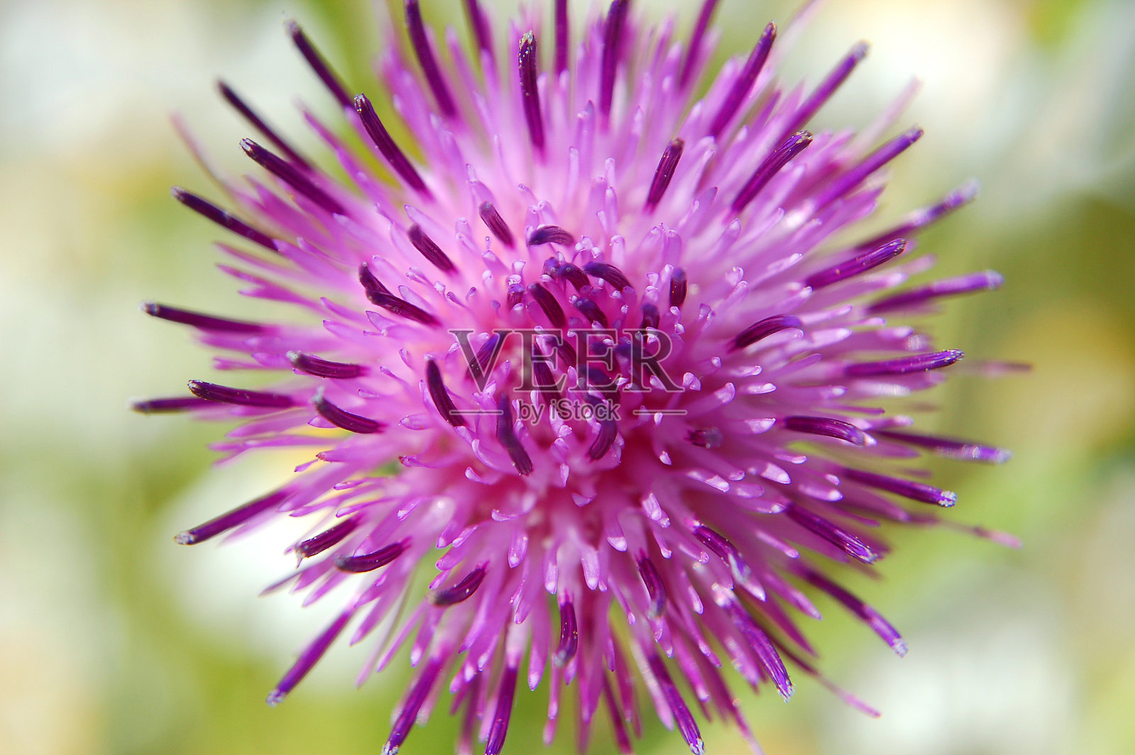 蓟花的特写照片摄影图片