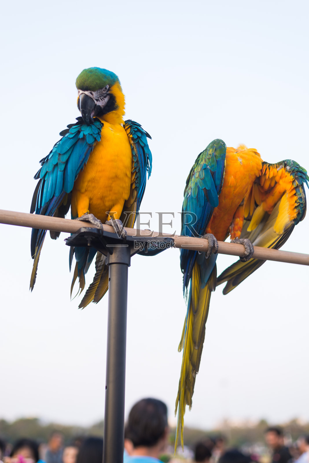 金刚鹦鹉鹦鹉照片摄影图片