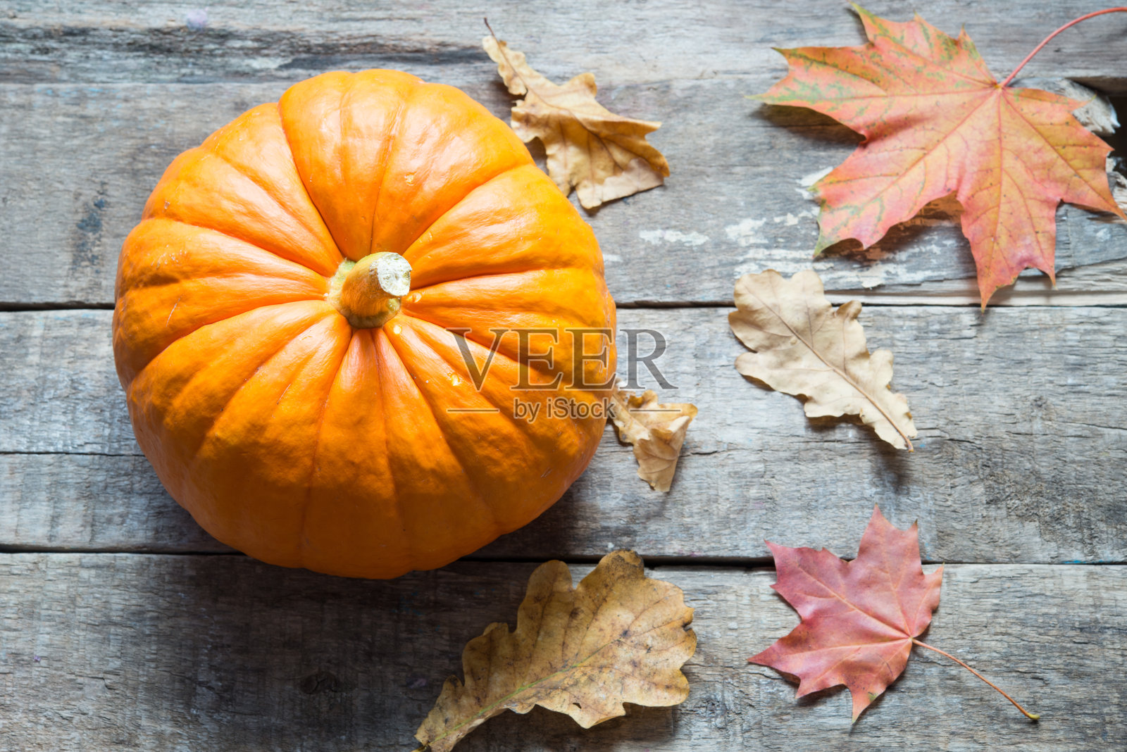 橙色的南瓜照片摄影图片