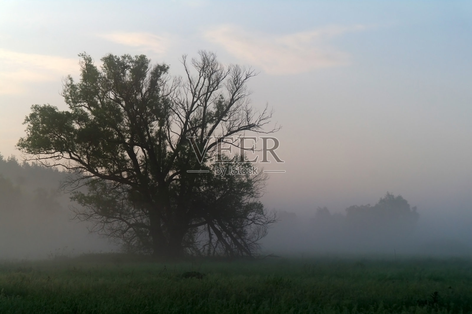 雾蒙蒙的草地，春日初升照片摄影图片