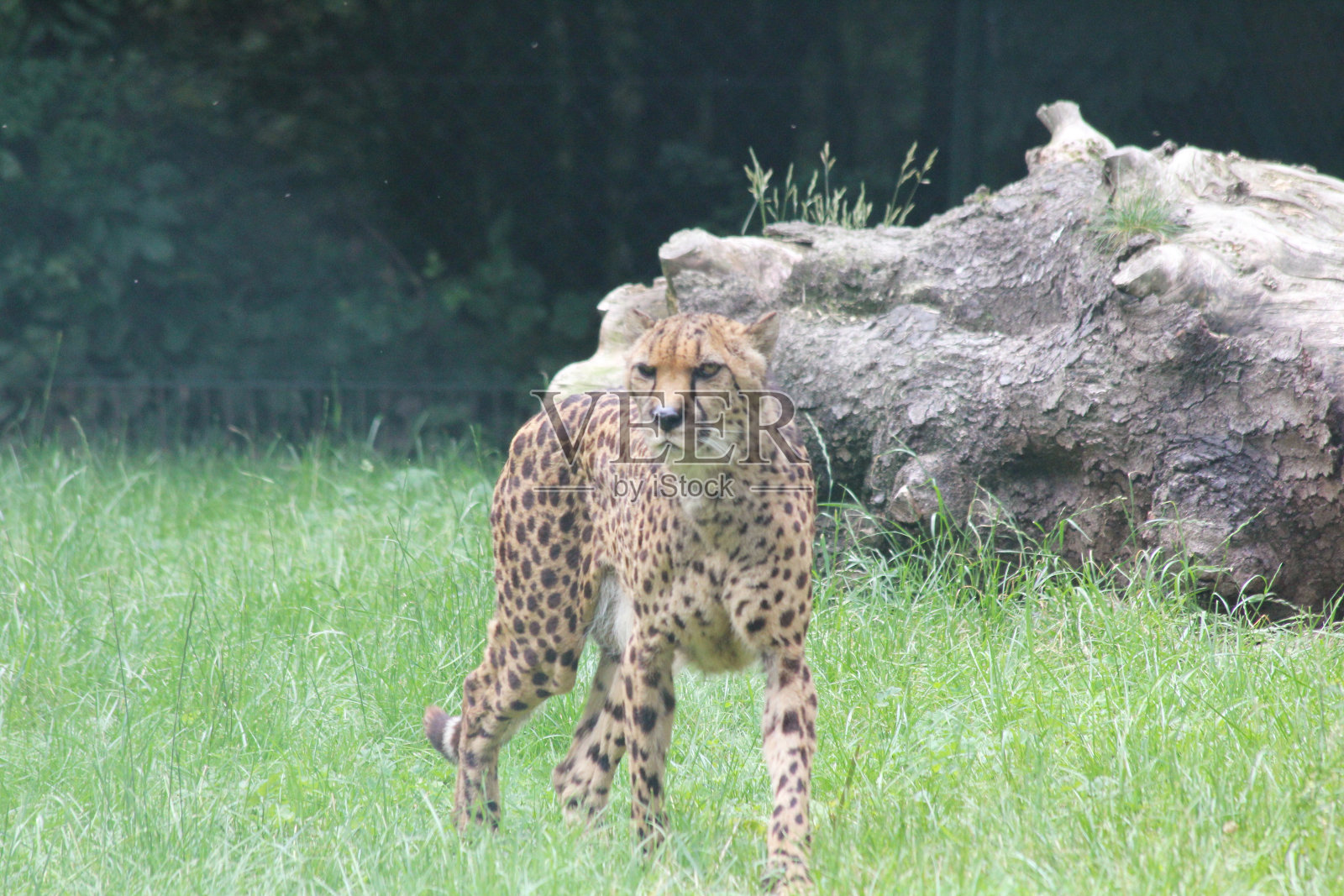 猎豹(Acinonyx jubatus)照片摄影图片