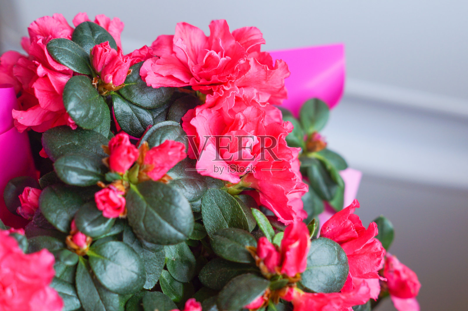 红色的杜鹃花花照片摄影图片