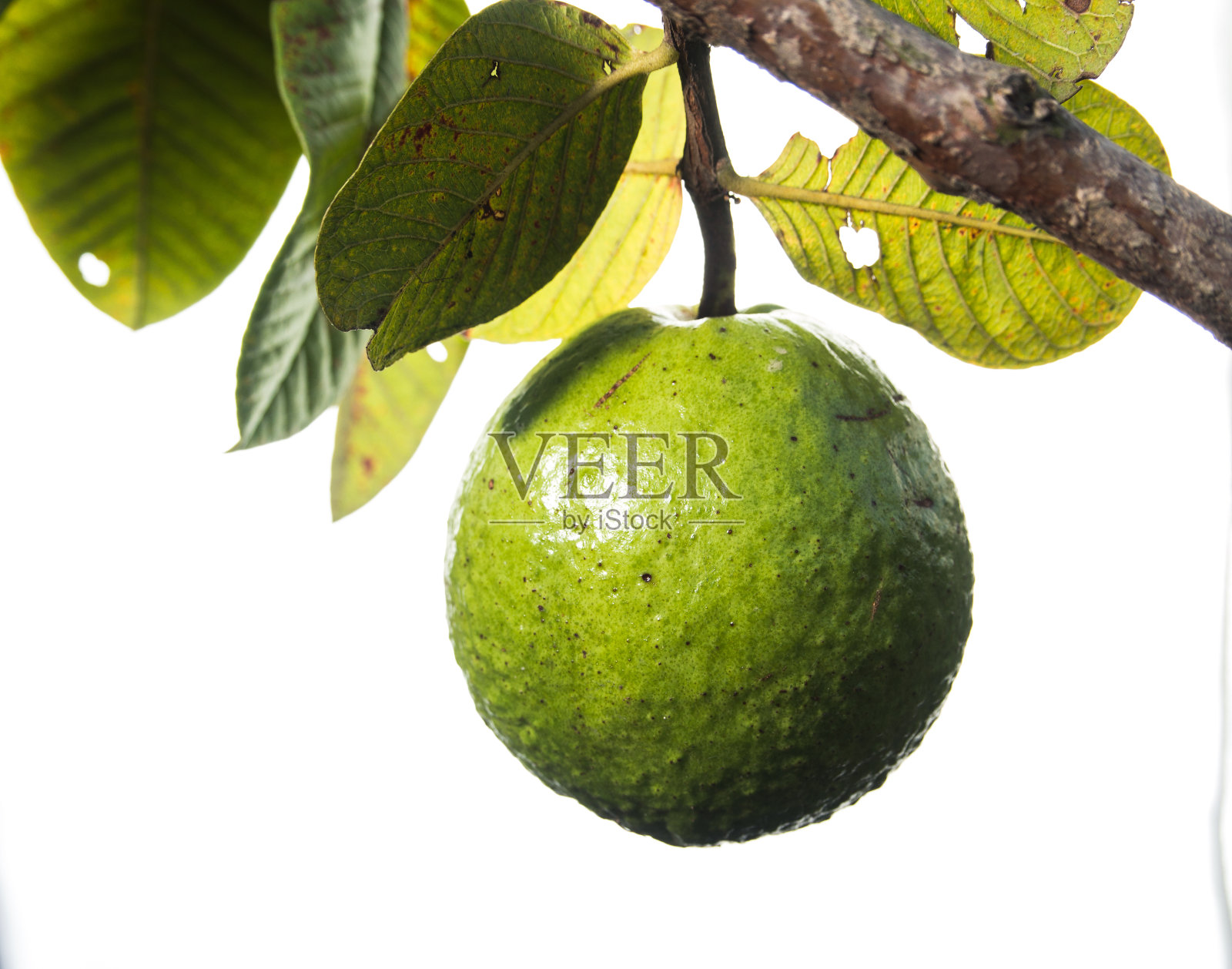 鲜绿的番石榴。照片摄影图片