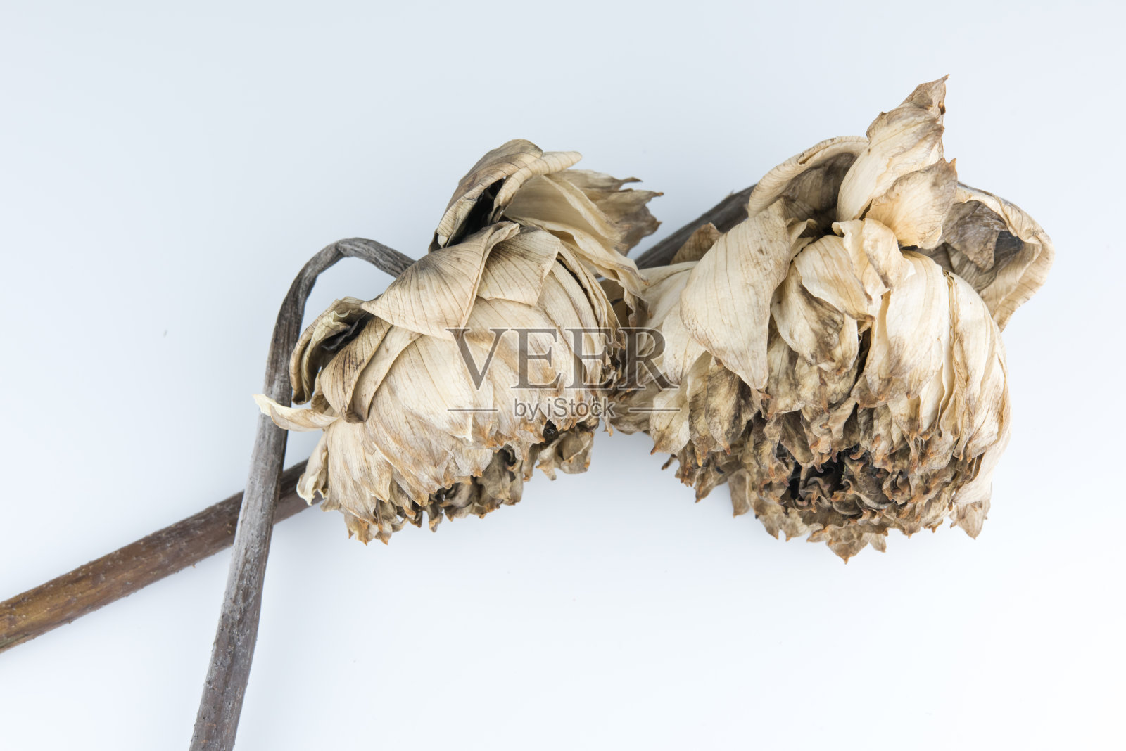 干燥的莲花照片摄影图片