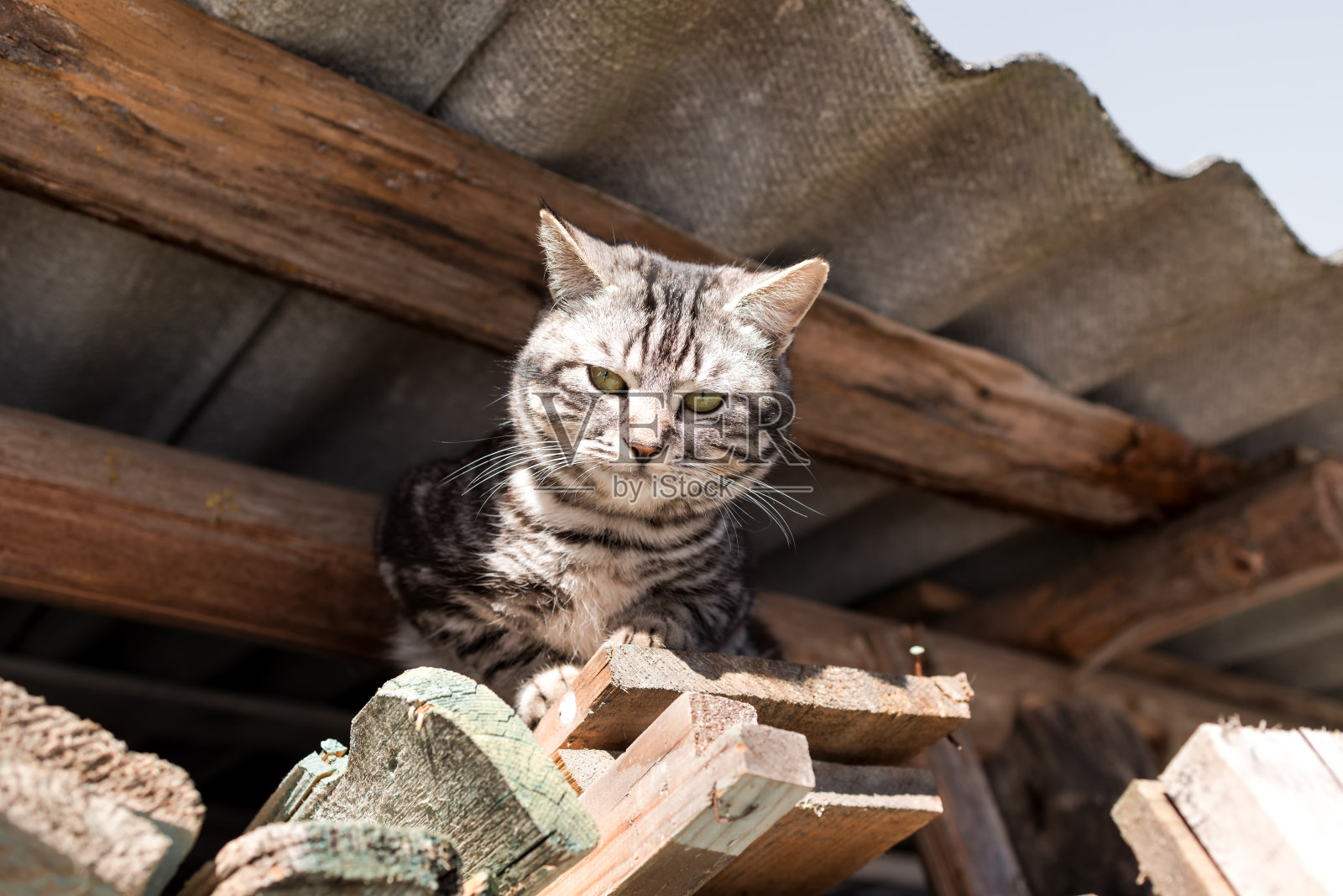屋檐下的猫照片摄影图片