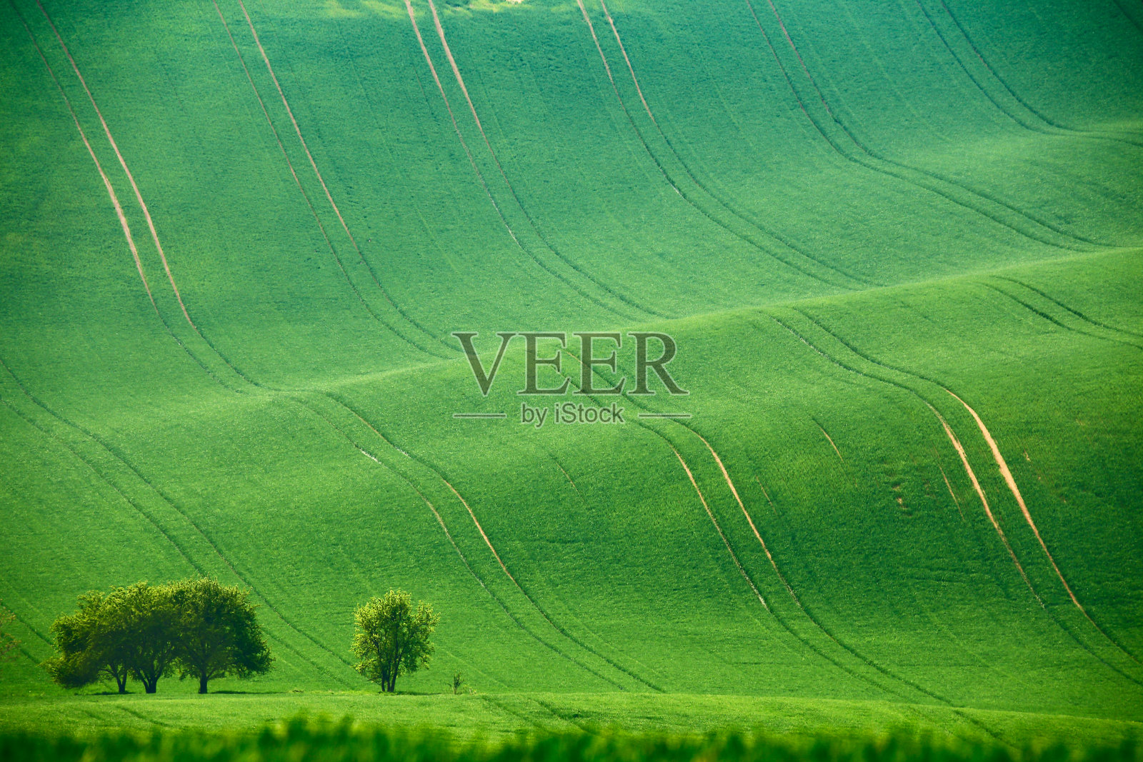 绿色的春天。捷克摩拉维亚的耕地照片摄影图片