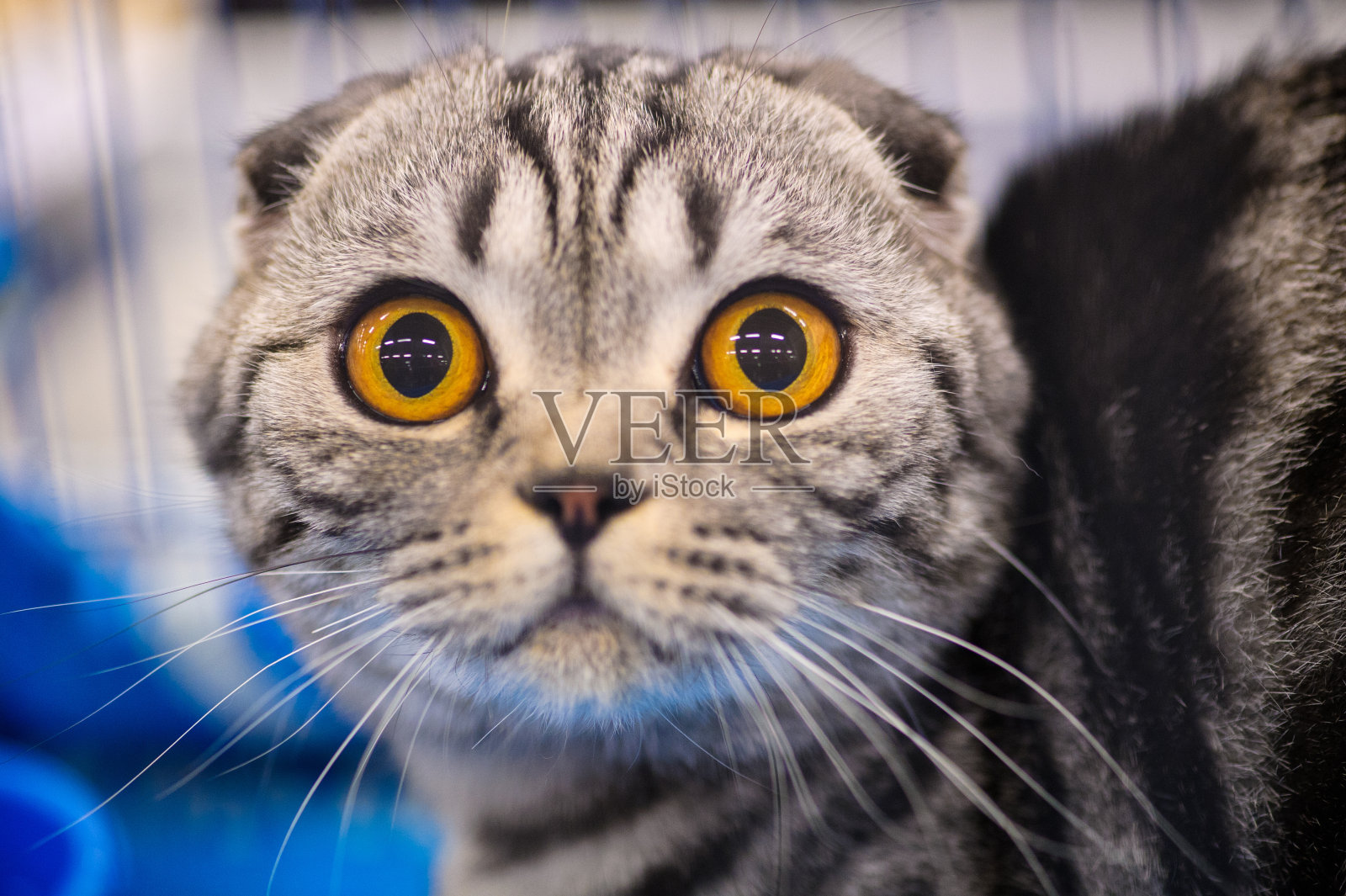 有趣的猫照片摄影图片