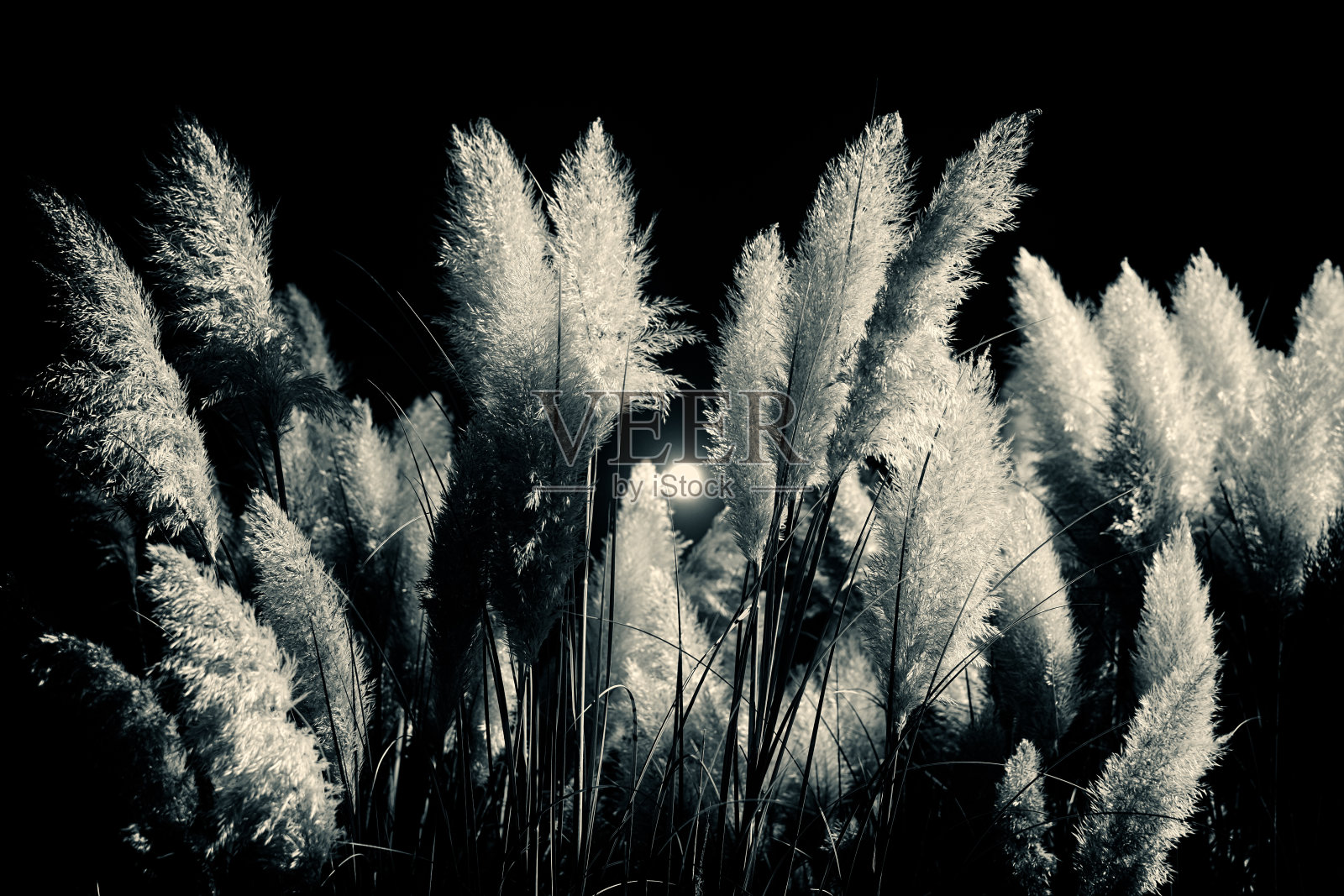 芦苇在黑色和白色照片摄影图片