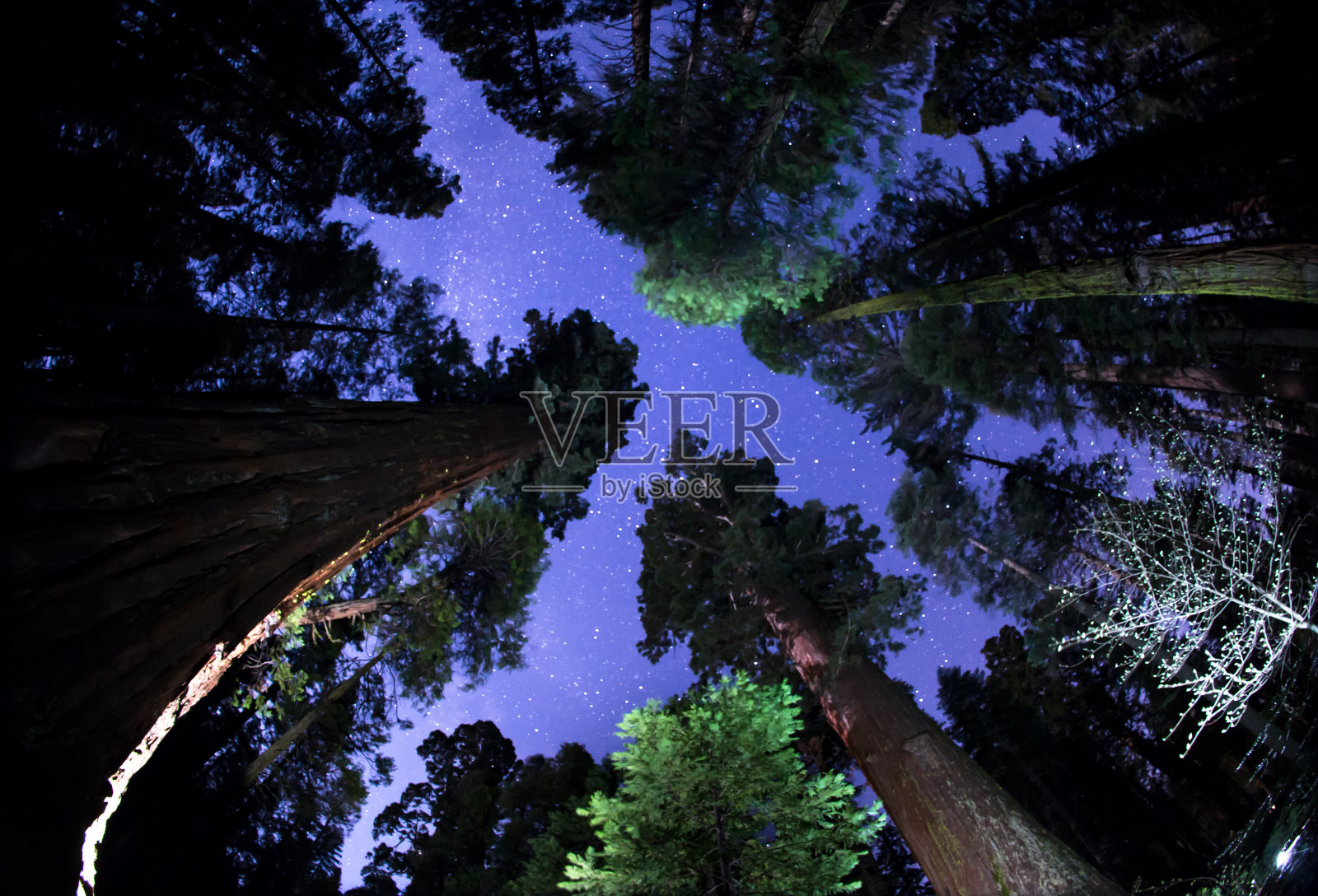 巨型红杉树梢上方的夜空照片摄影图片