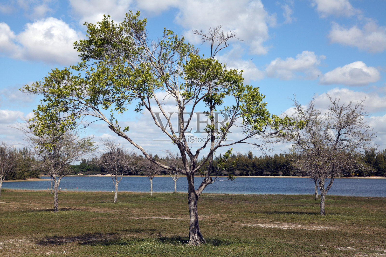 阿米莉亚公园，海莉亚，美国佛罗里达州照片摄影图片