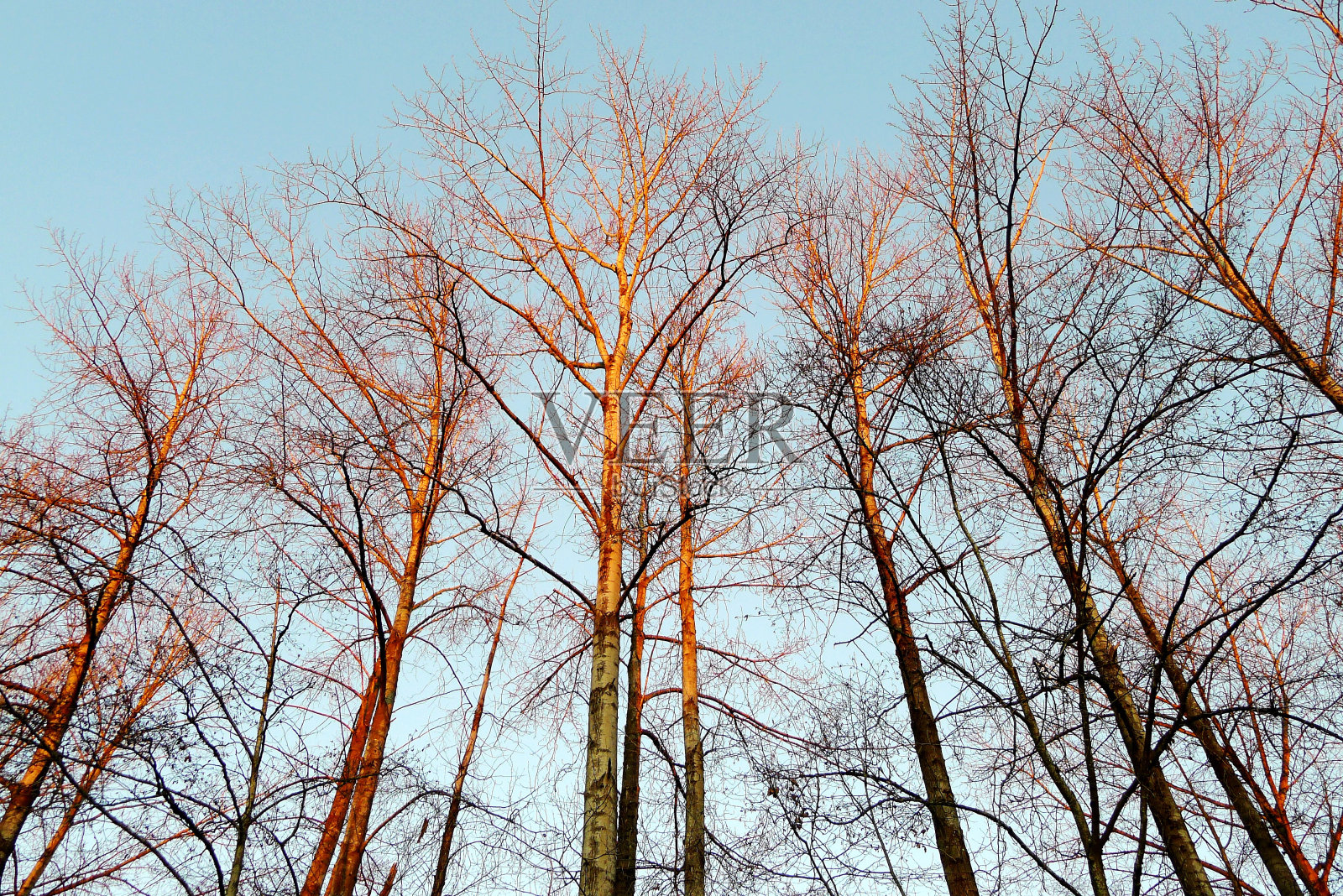 冬日日落下的树木照片摄影图片