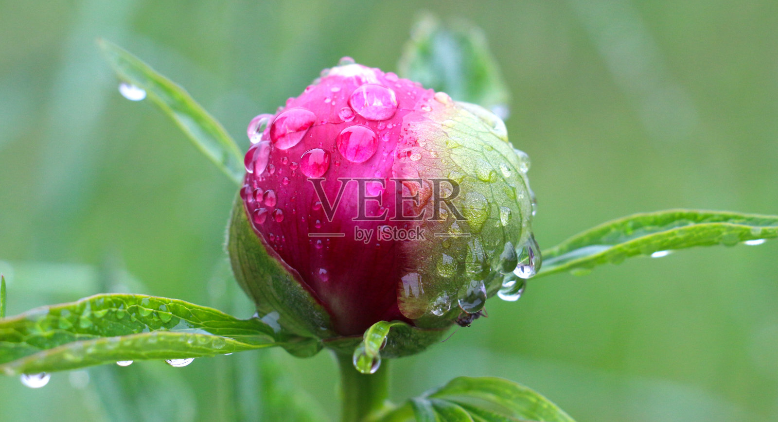 红色花朵上的水滴的特写照片摄影图片