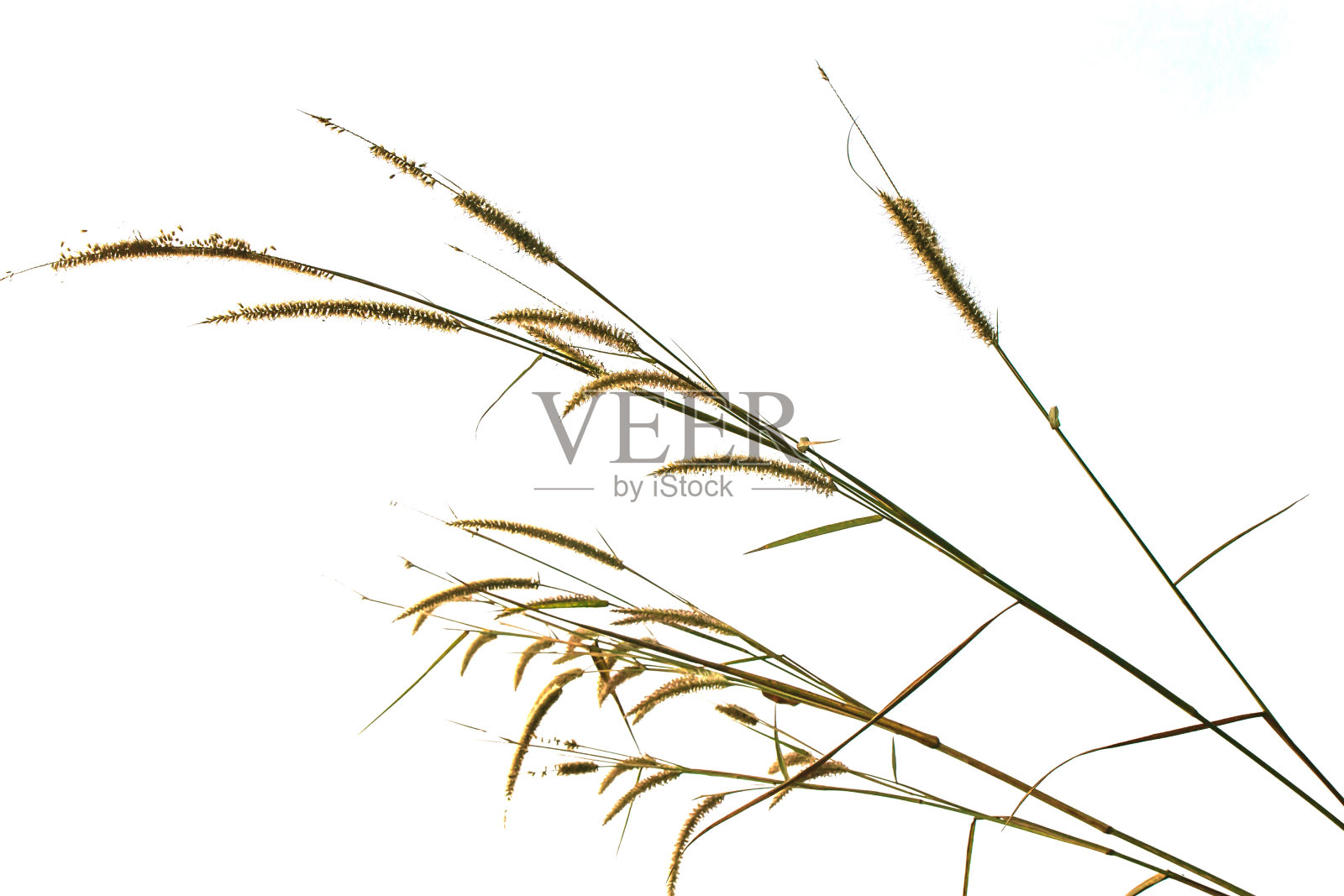 开花的草照片摄影图片