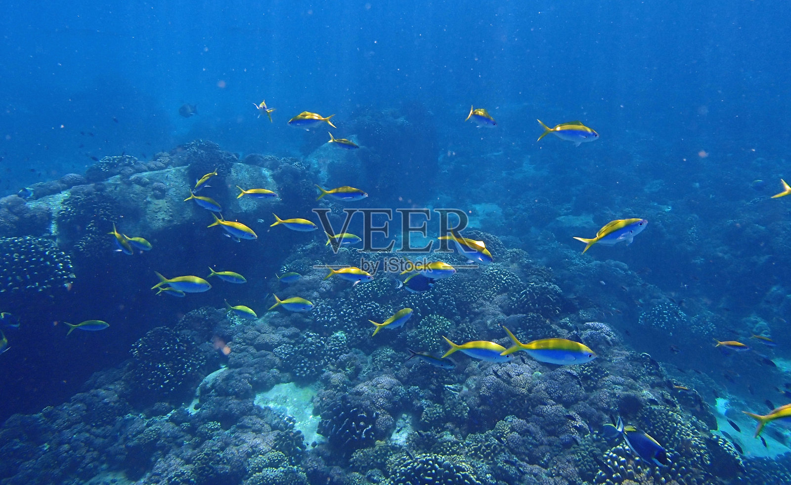 塞舌尔浮潜照片摄影图片