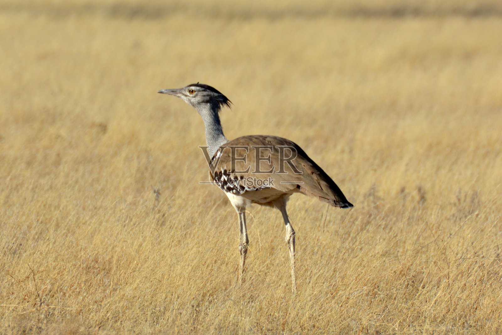 甘蔗中心照片摄影图片