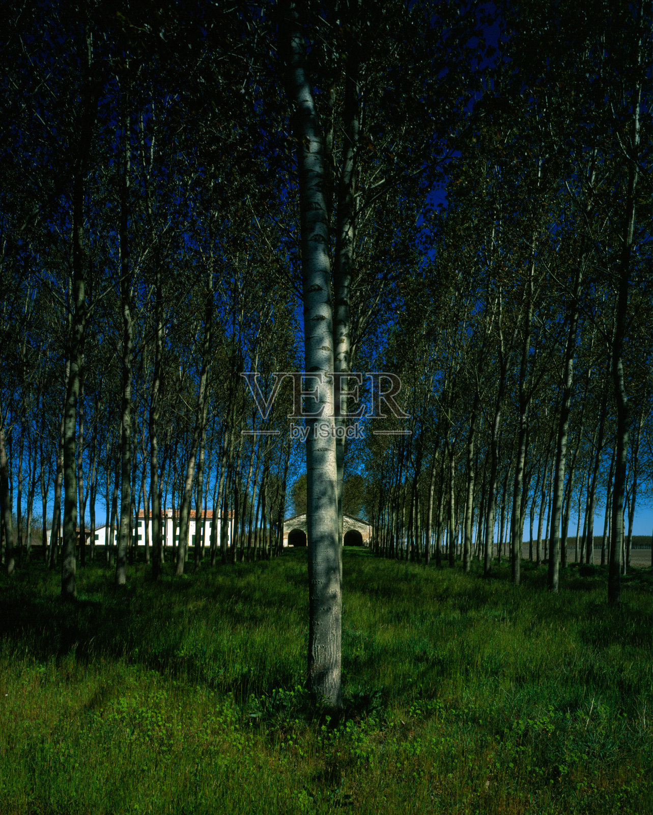 一排排的白杨树照片摄影图片