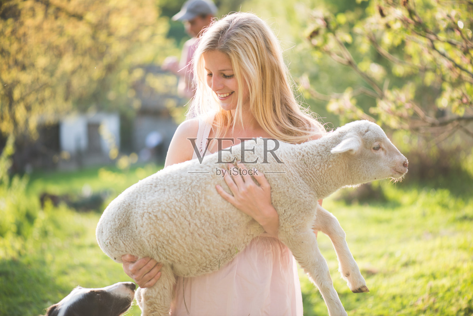 金发农妇在户外抱着一只羔羊。照片摄影图片