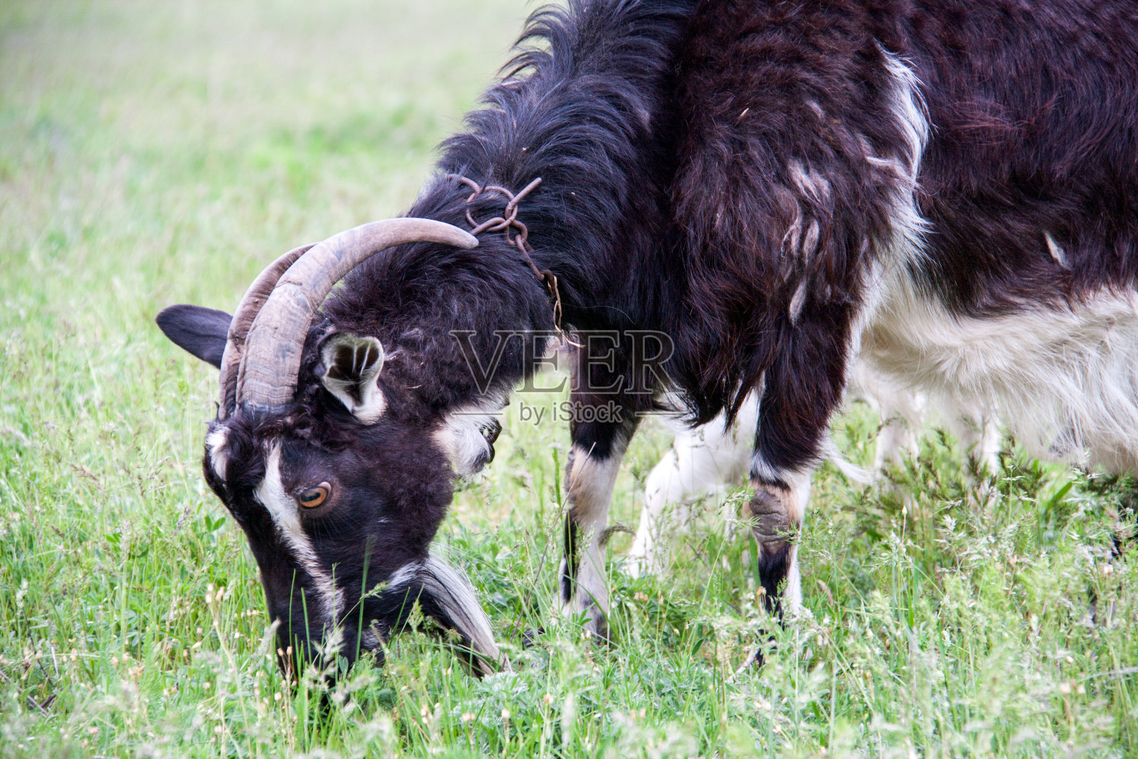 山羊在村子里吃草照片摄影图片